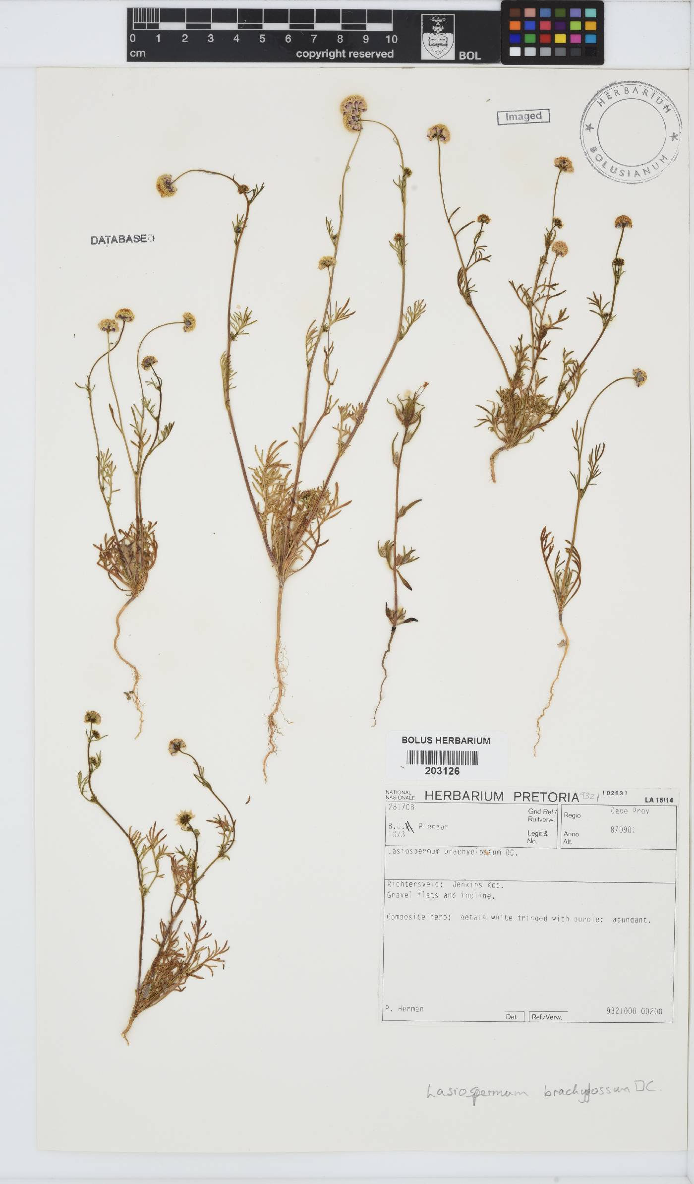 Lasiospermum brachyglossum image