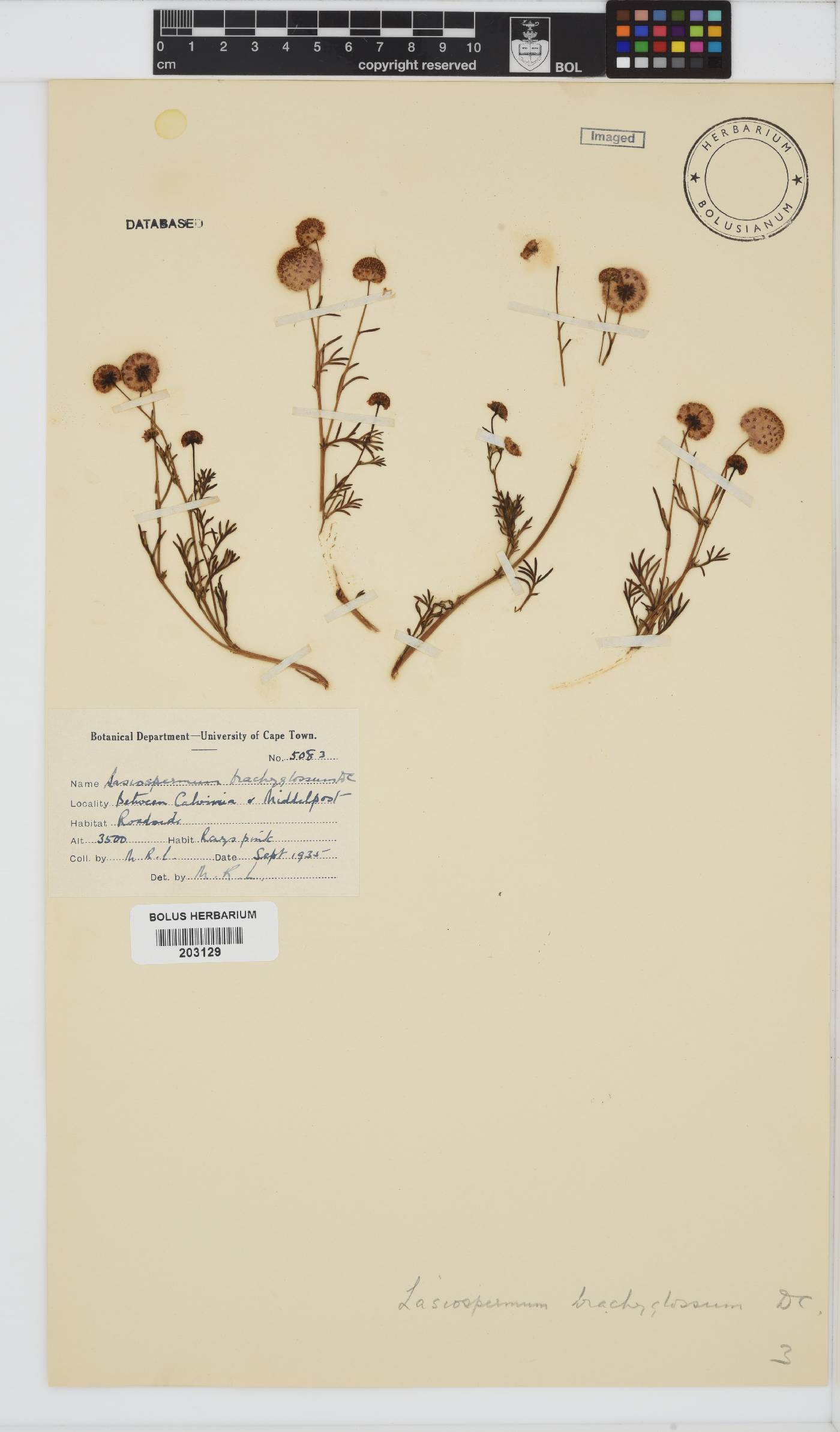 Lasiospermum brachyglossum image