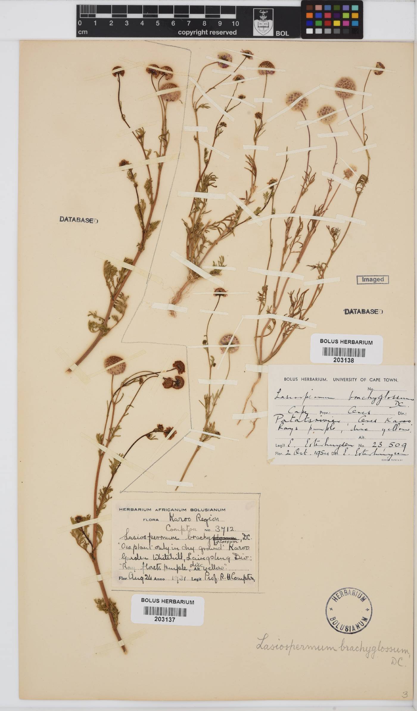 Lasiospermum brachyglossum image