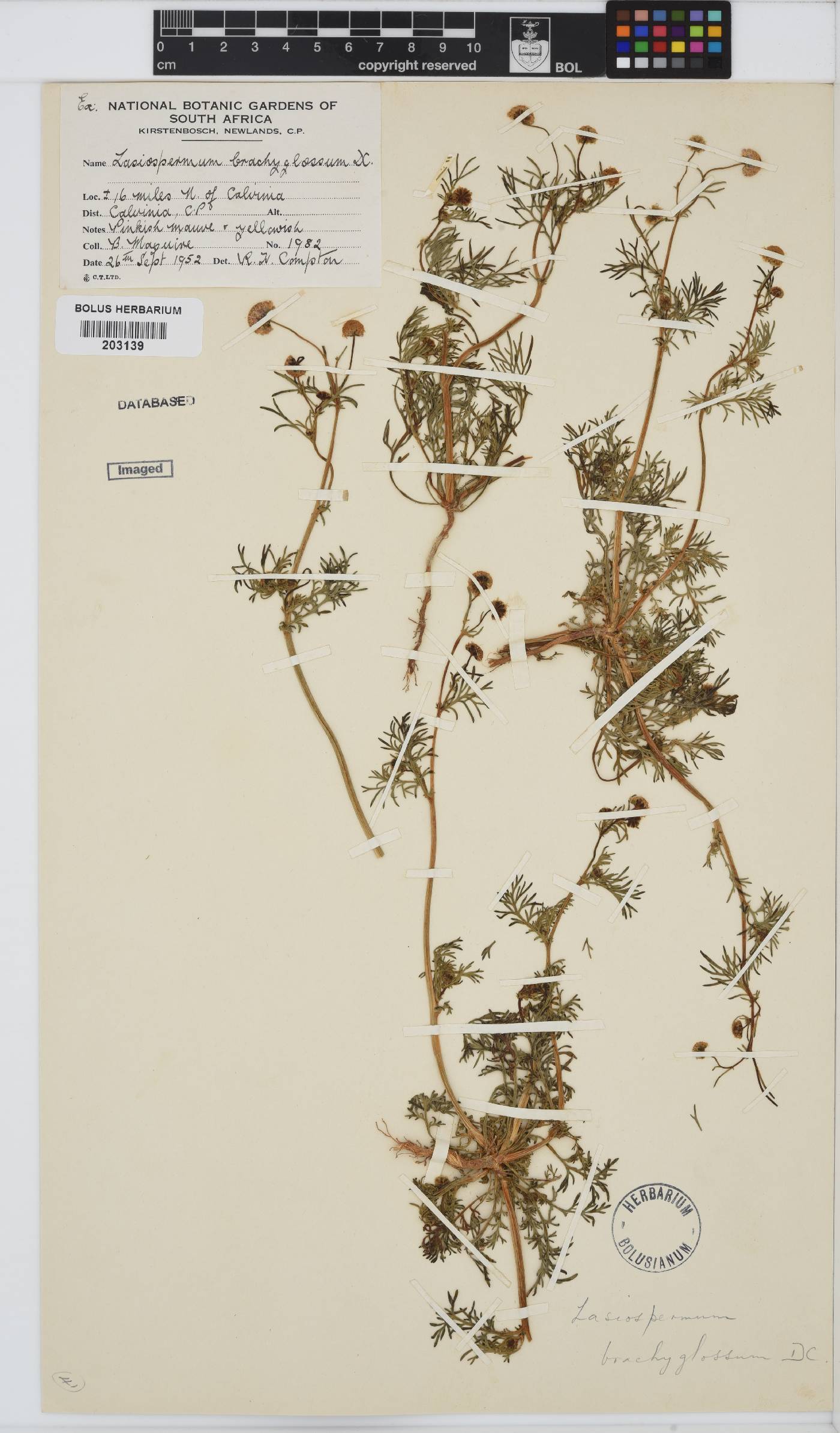 Lasiospermum image