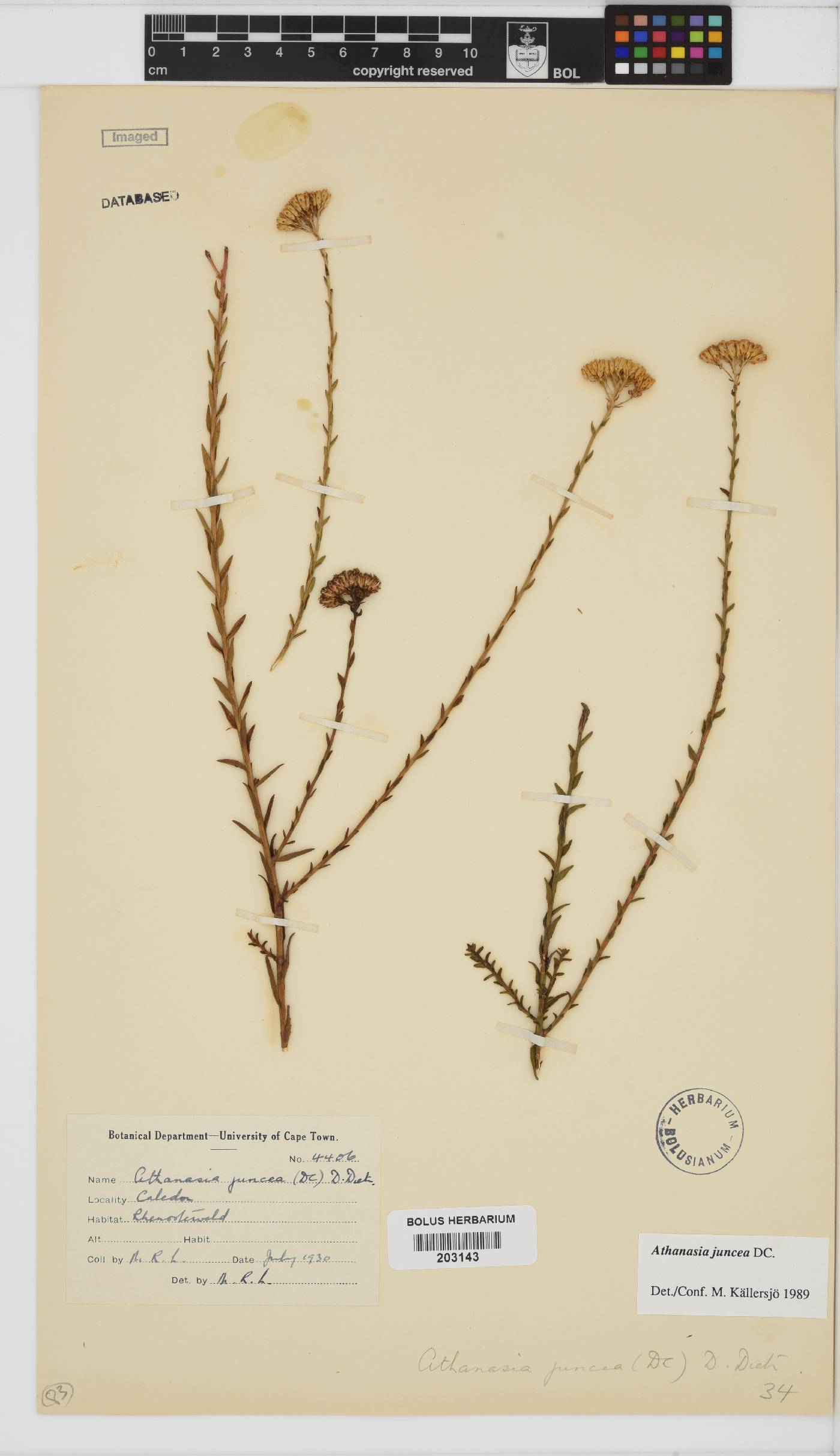 Athanasia juncea image