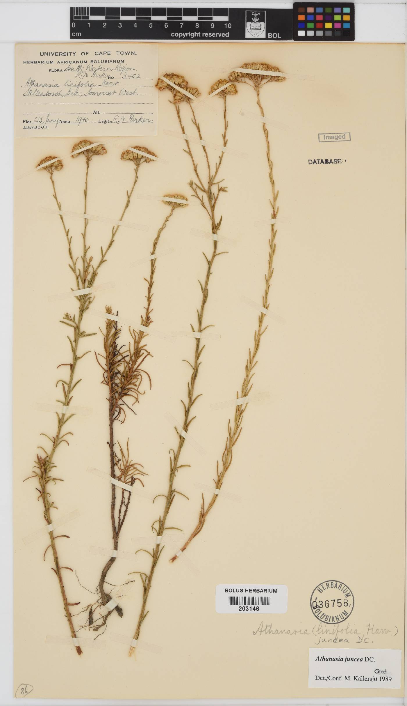 Athanasia juncea image