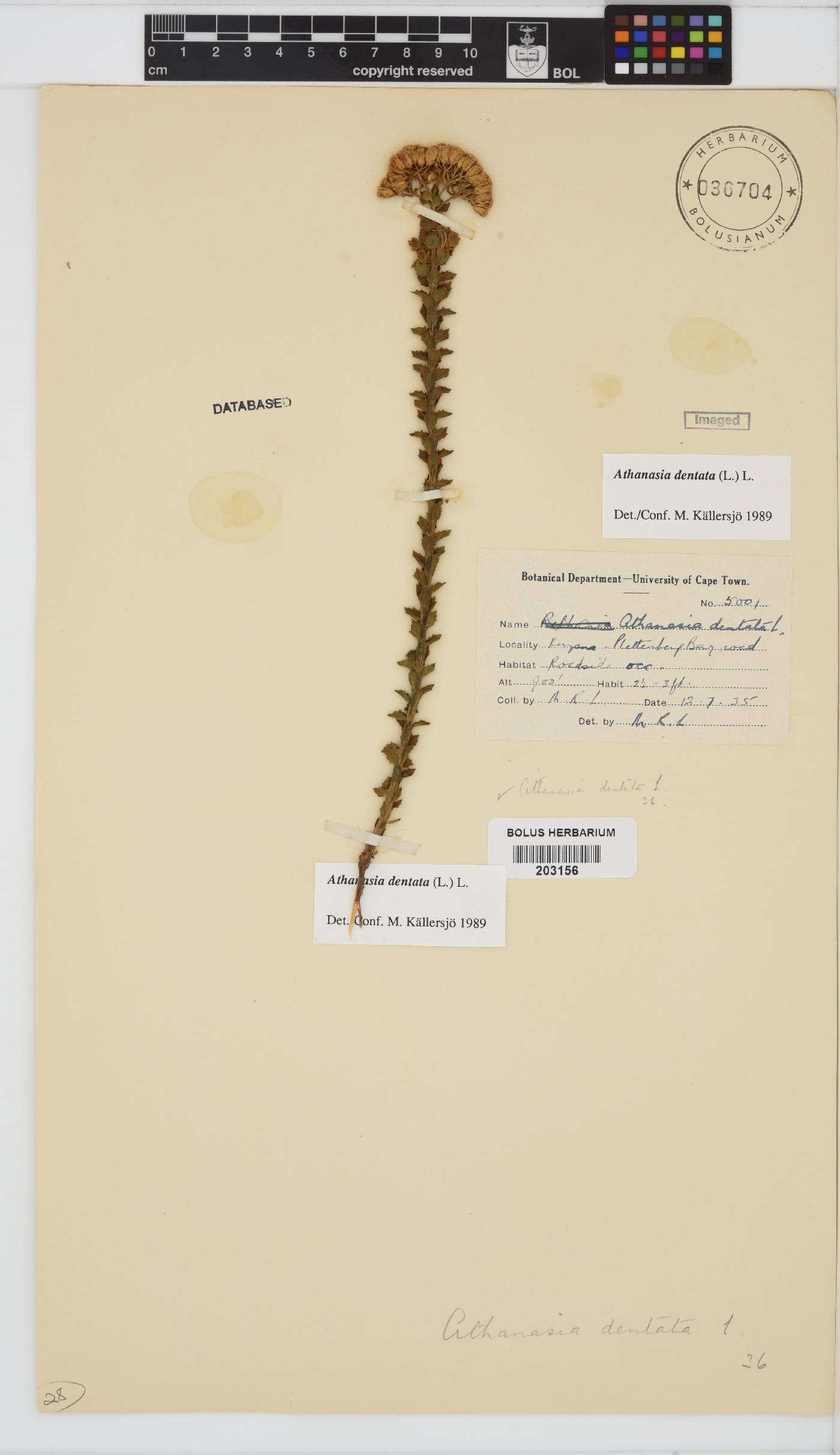 Athanasia dentata image