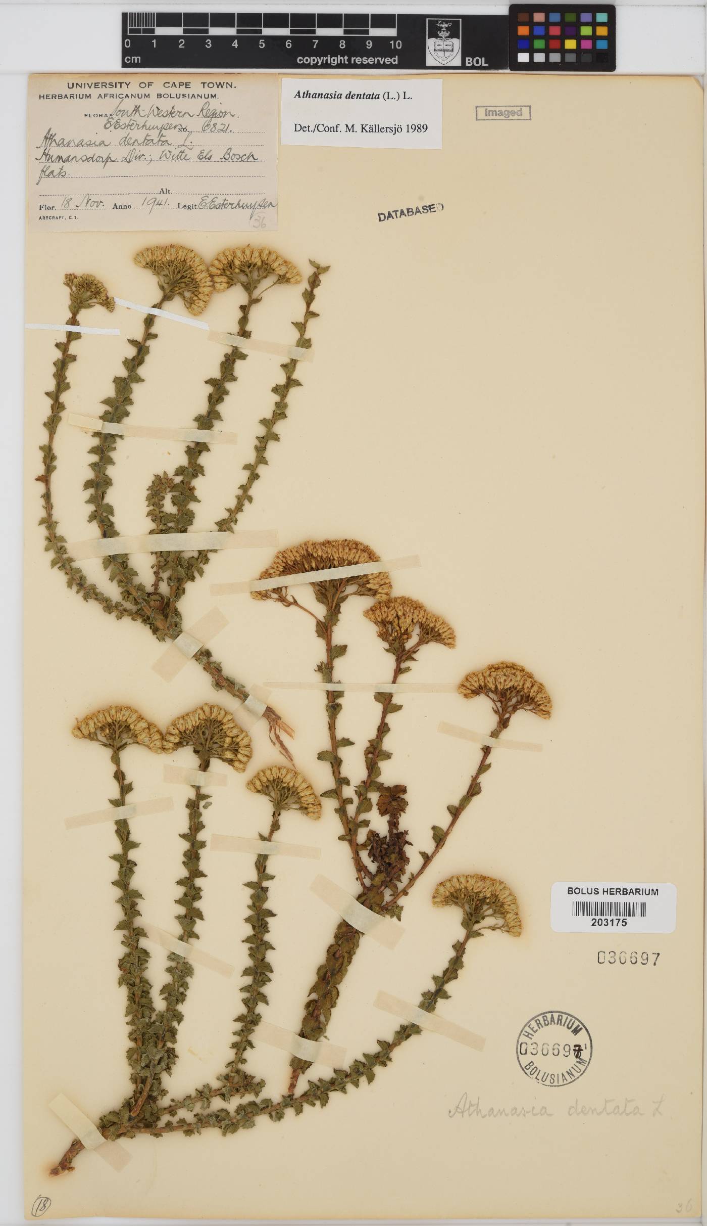 Athanasia dentata image