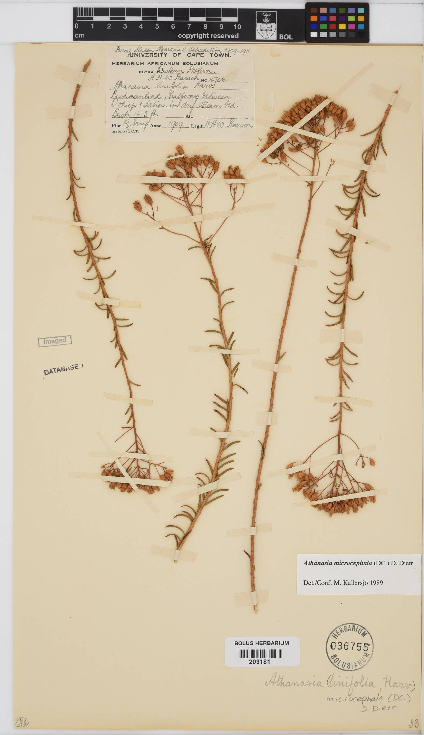 Athanasia microcephala image