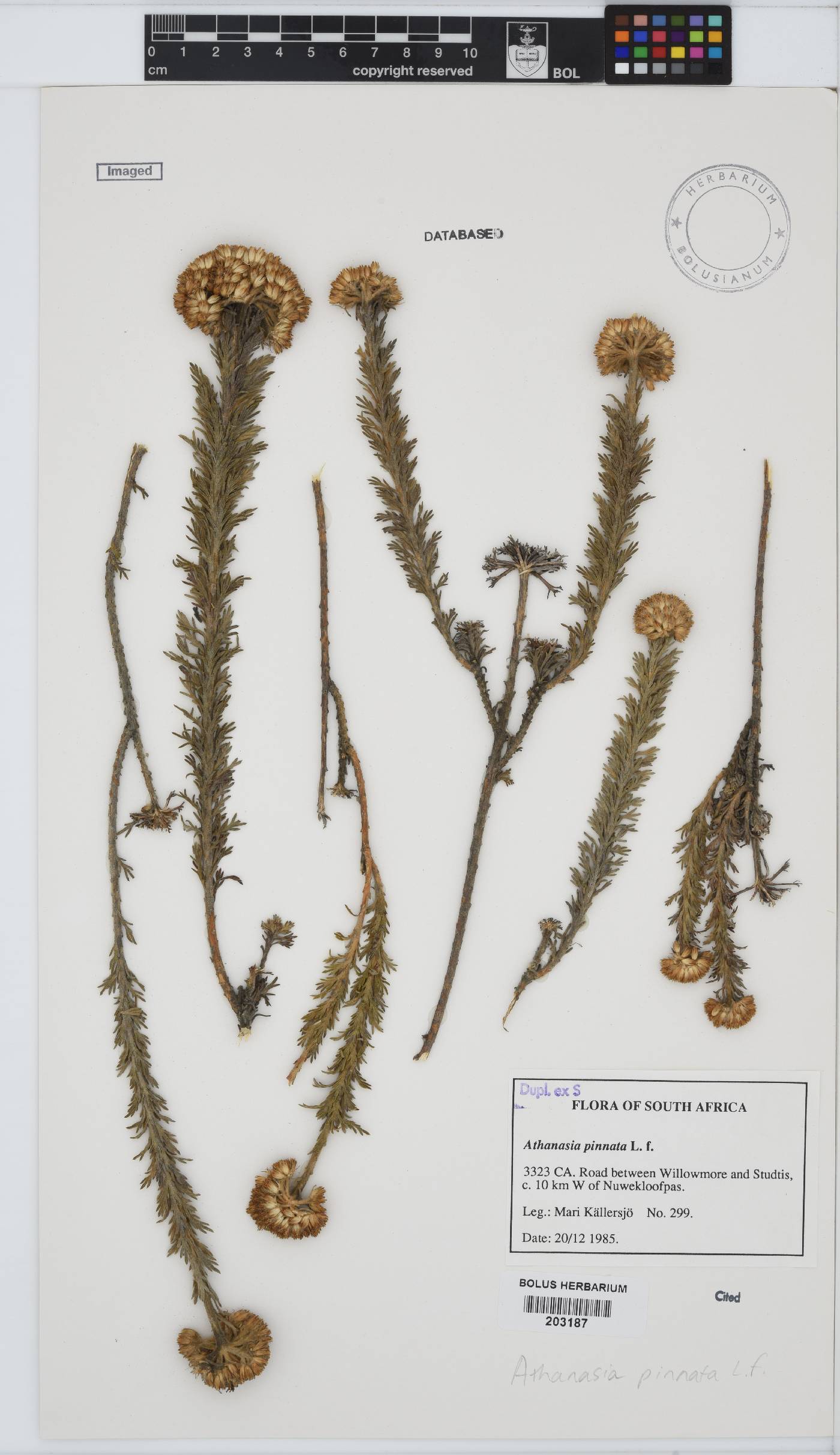 Athanasia pinnata image