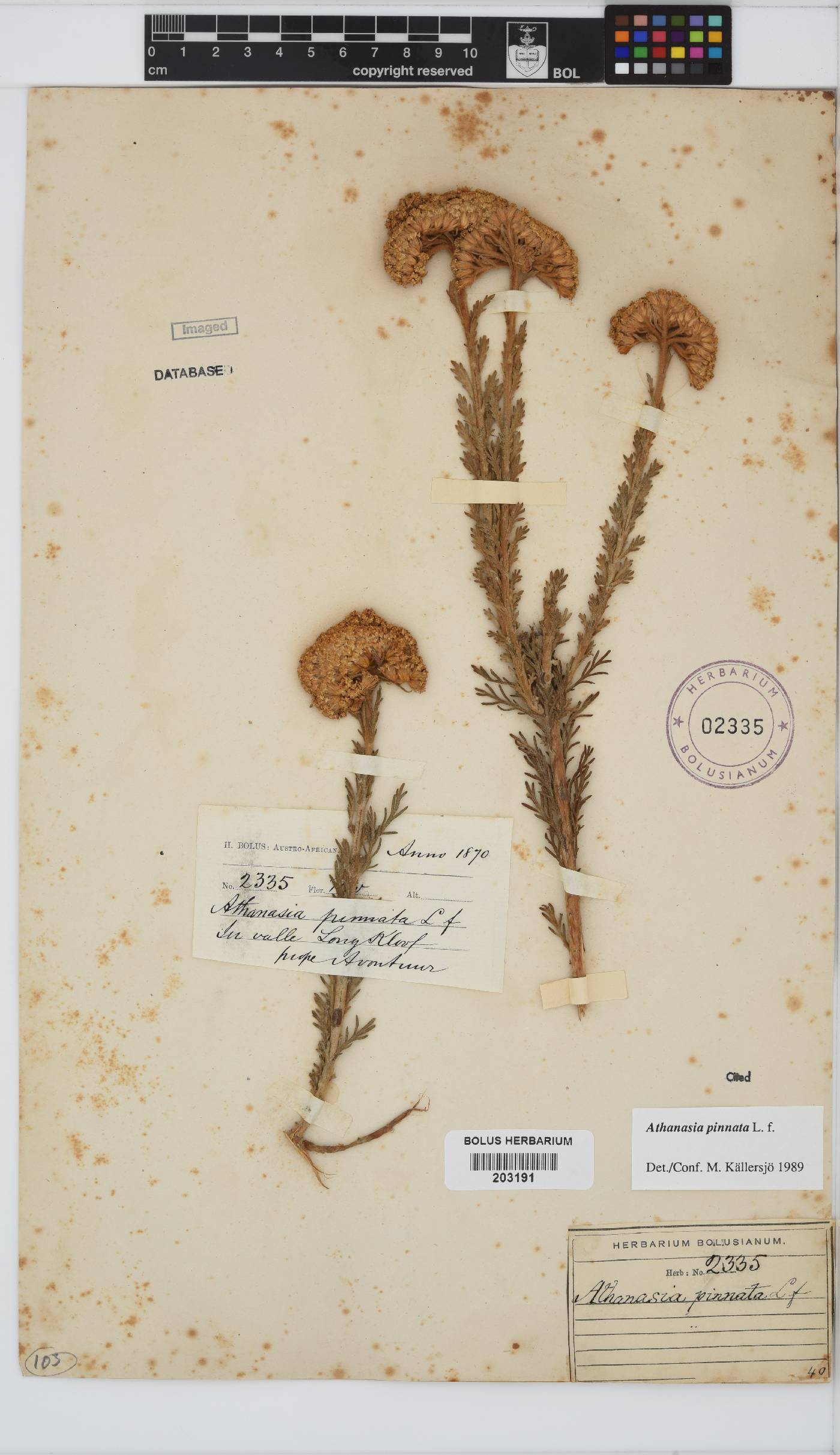 Athanasia pinnata image