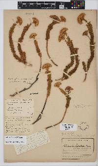 Athanasia cuneifolia image