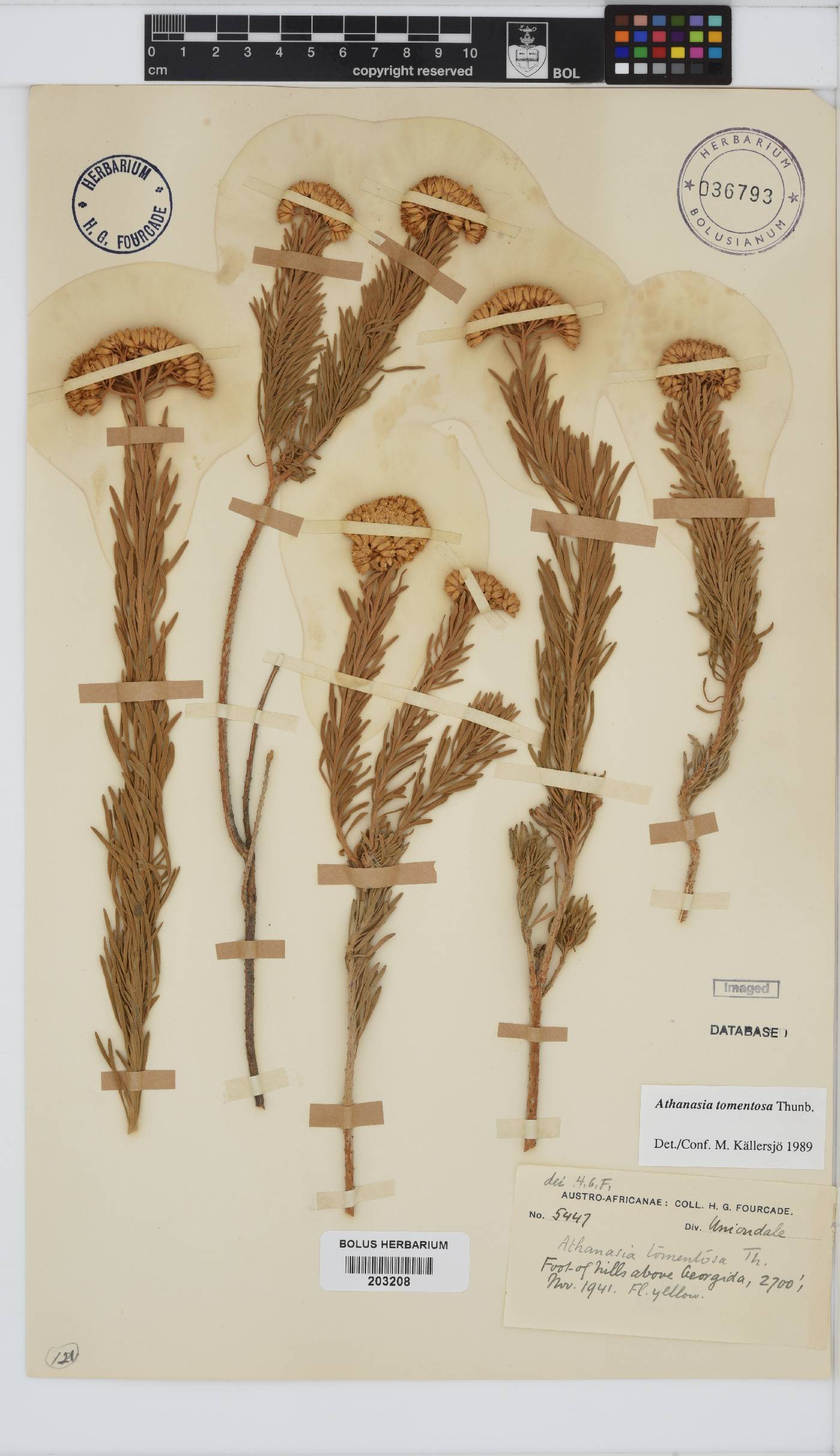 Athanasia tomentosa image