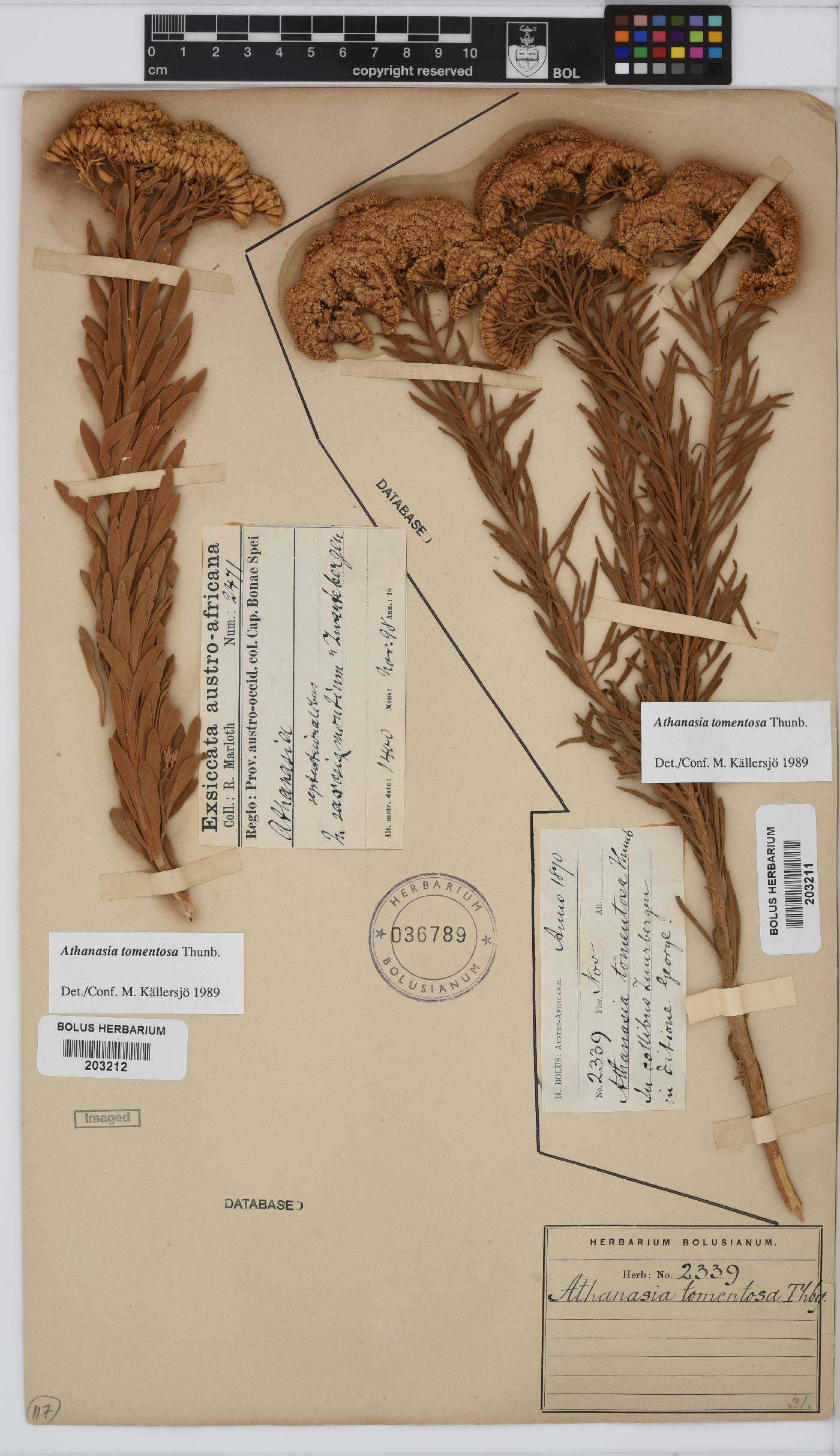 Athanasia tomentosa image