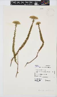 Athanasia cuneifolia image