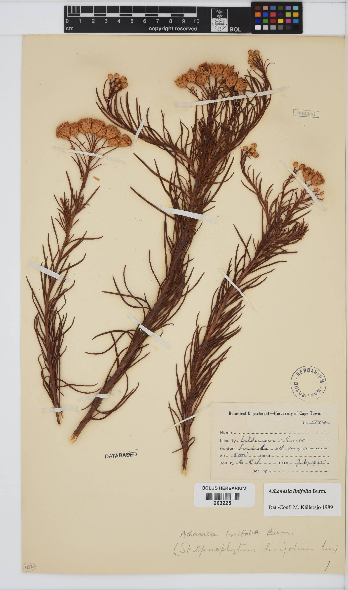 Athanasia linifolia image