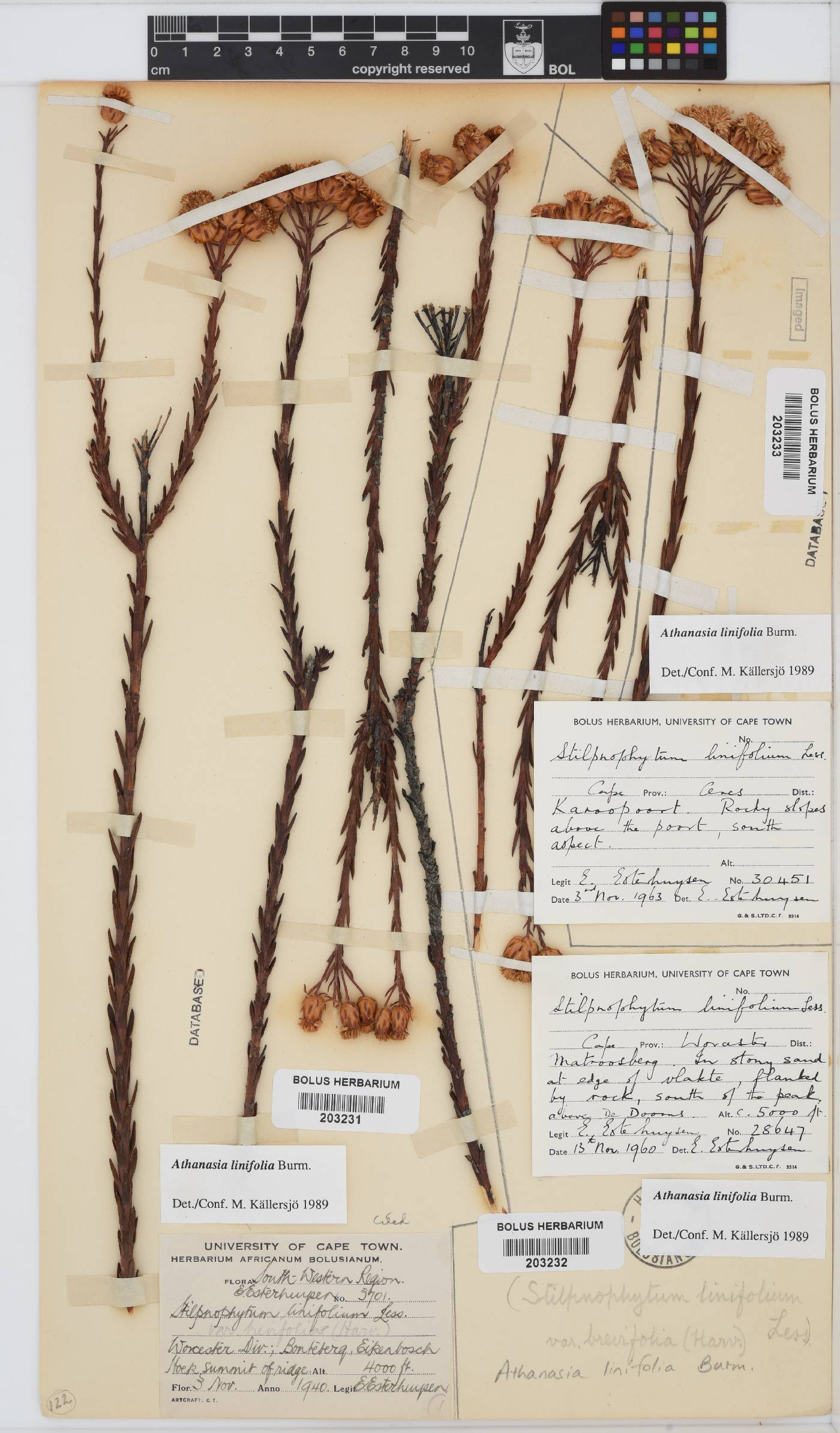 Athanasia linifolia image