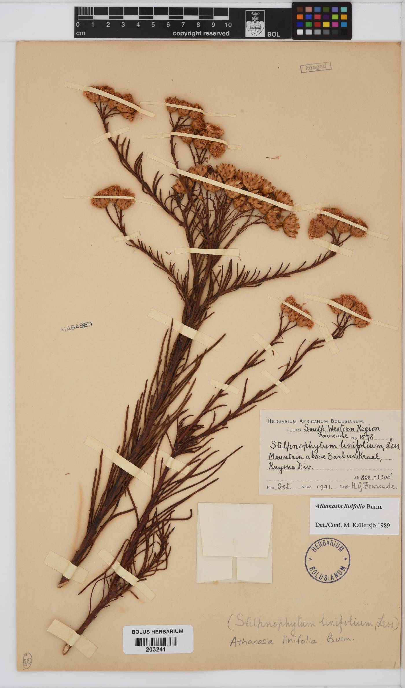 Athanasia linifolia image