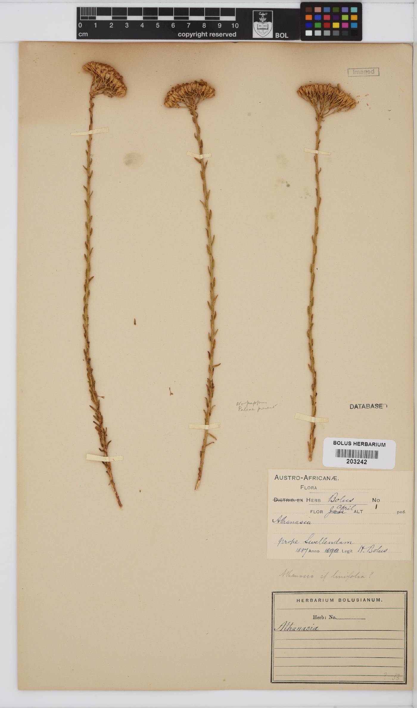 Athanasia linifolia image