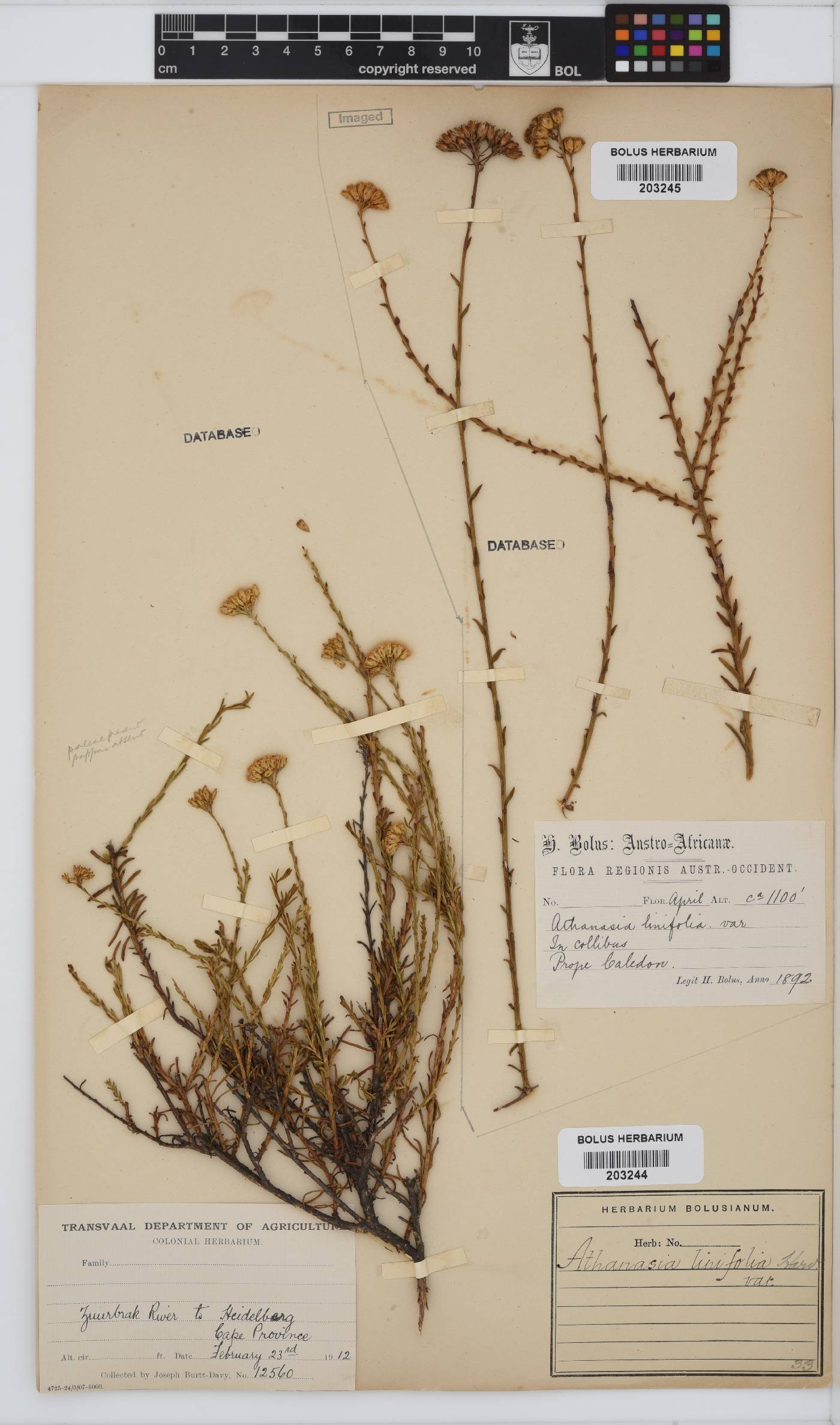 Athanasia linifolia image