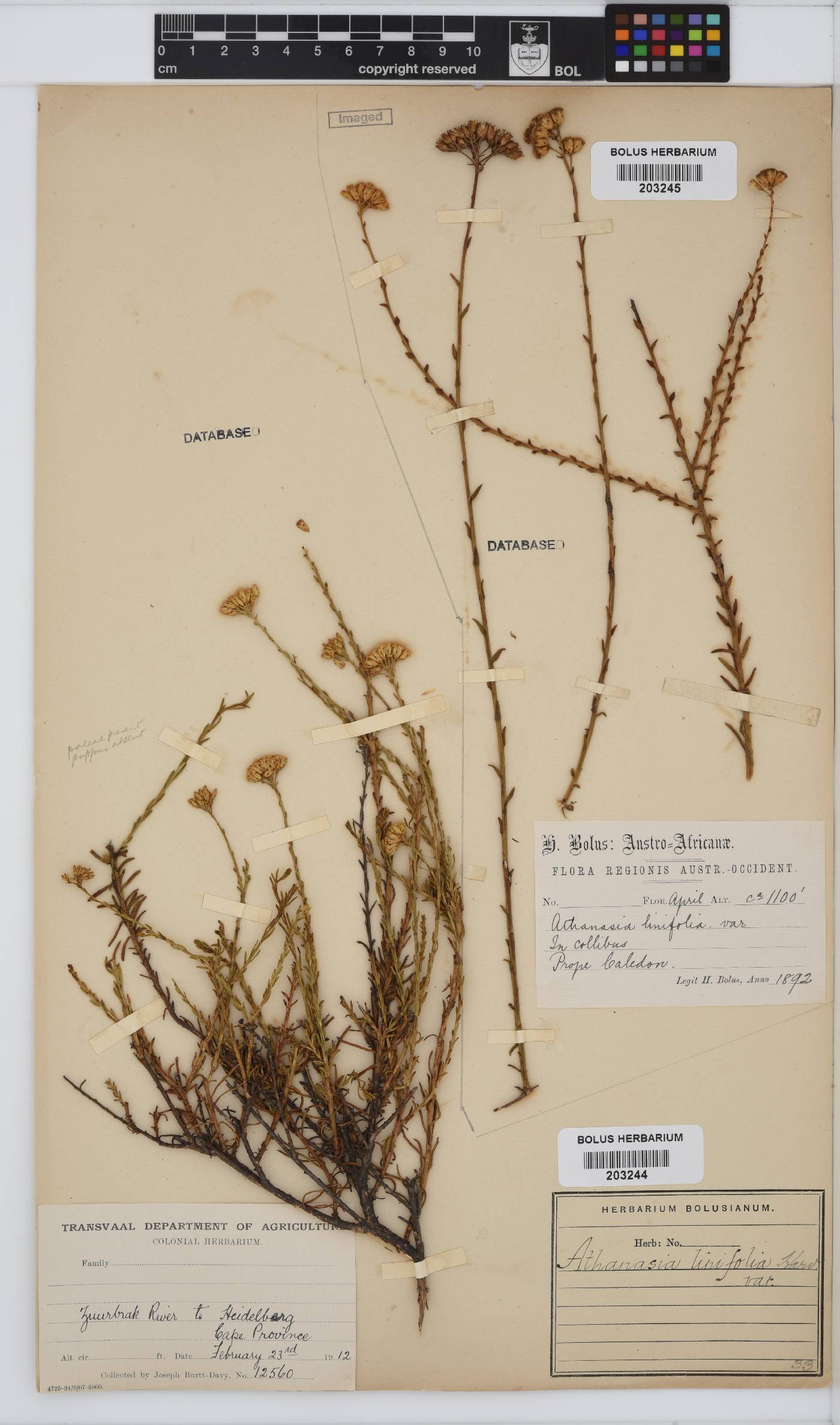 Athanasia linifolia image