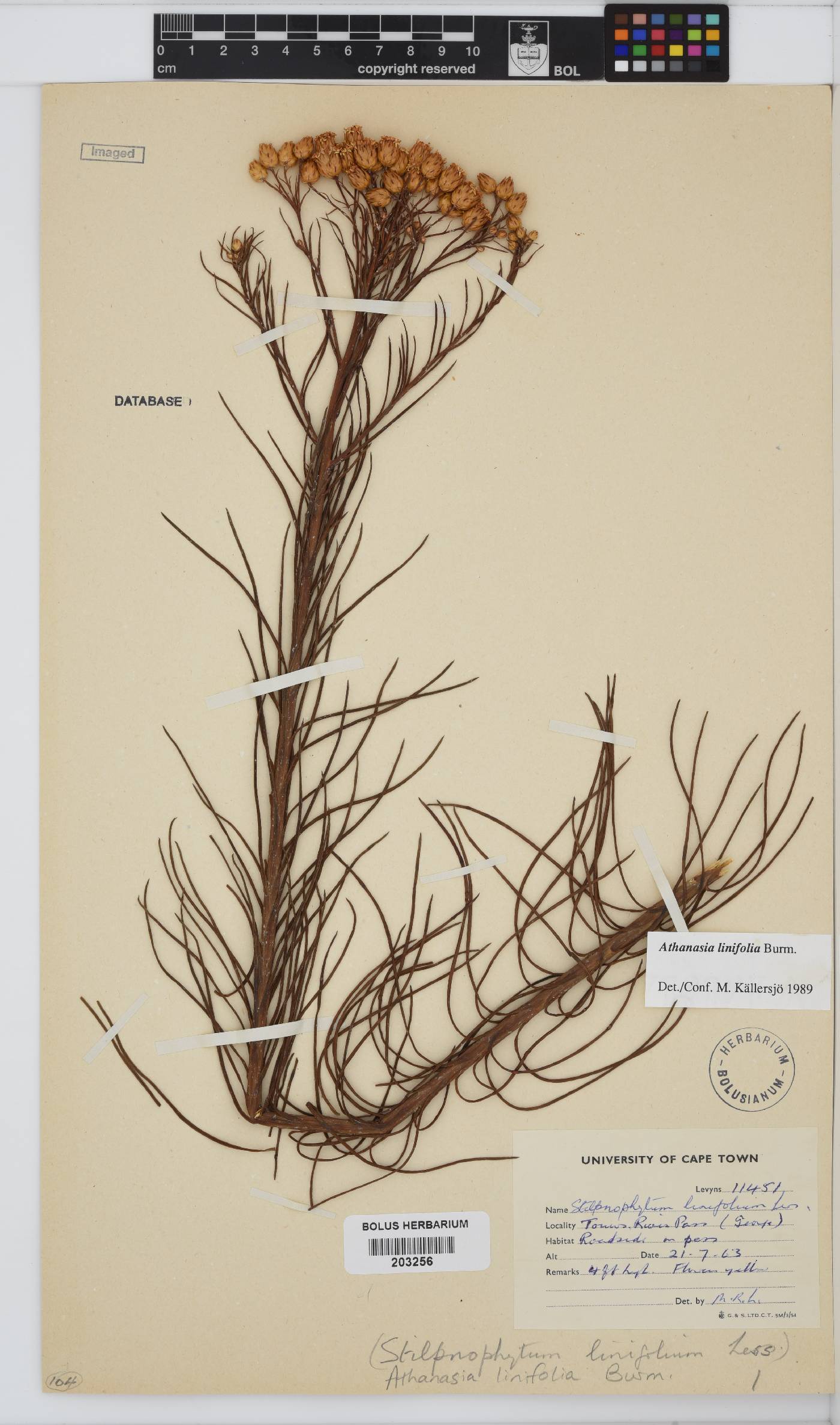 Athanasia linifolia image