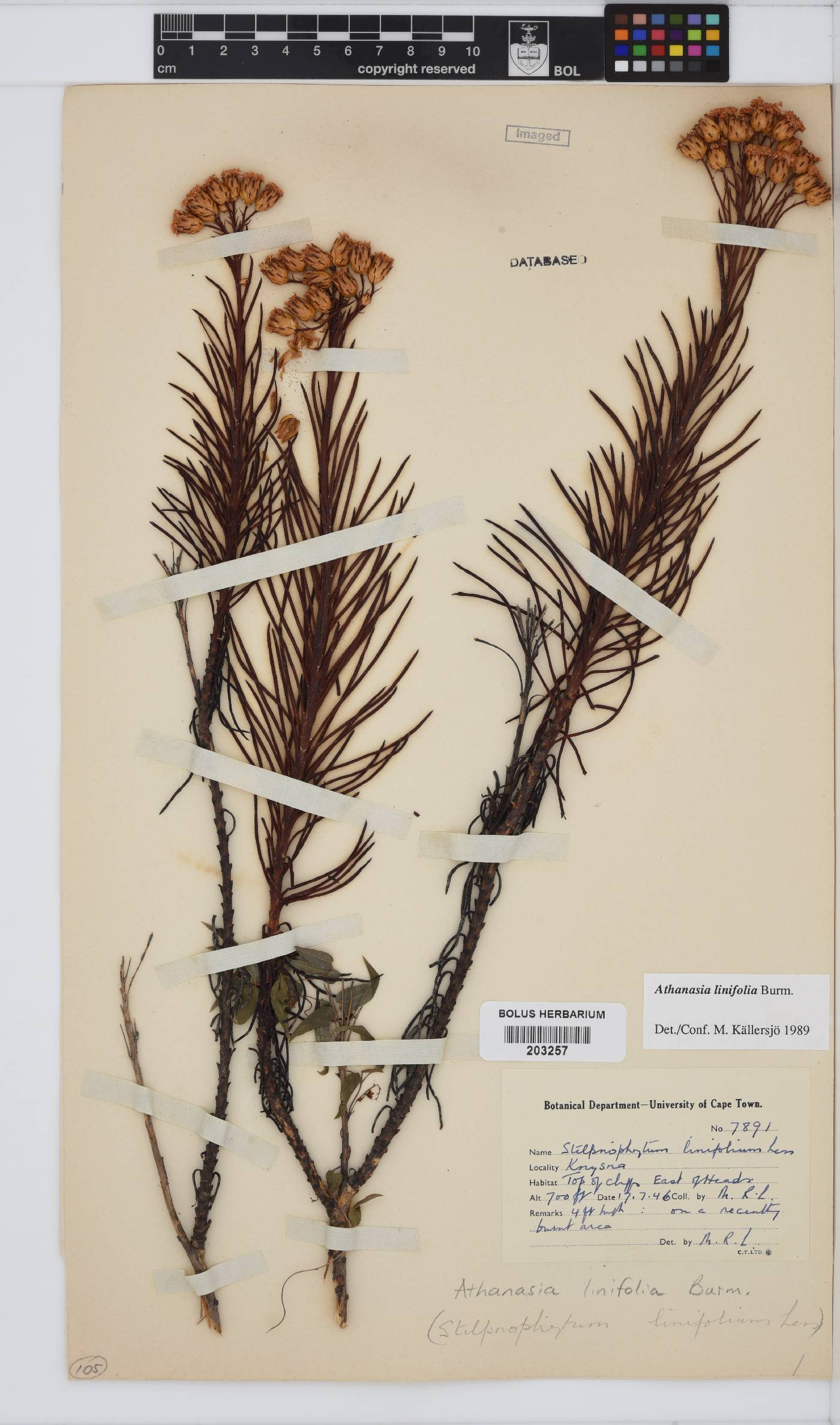 Athanasia linifolia image