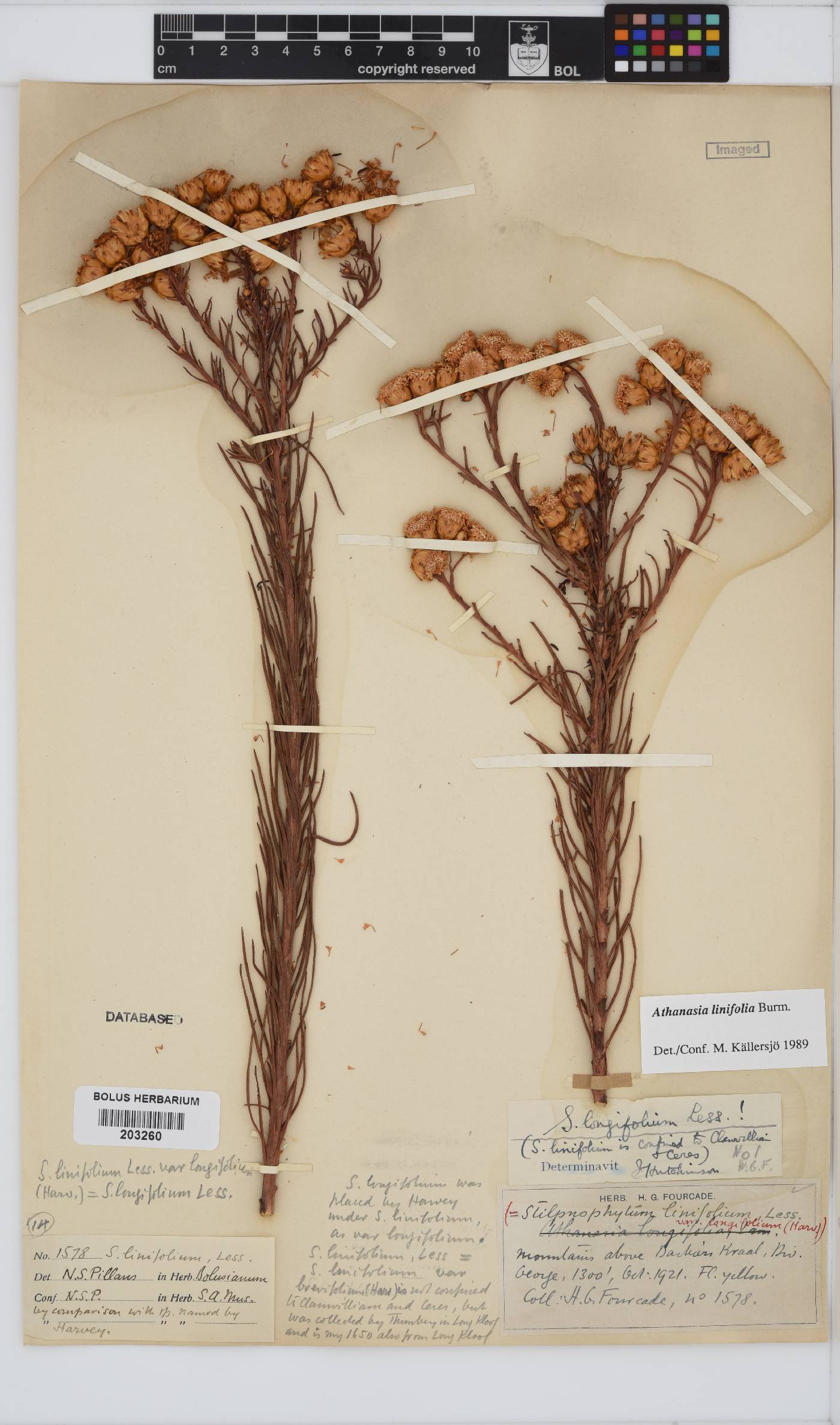Athanasia linifolia image