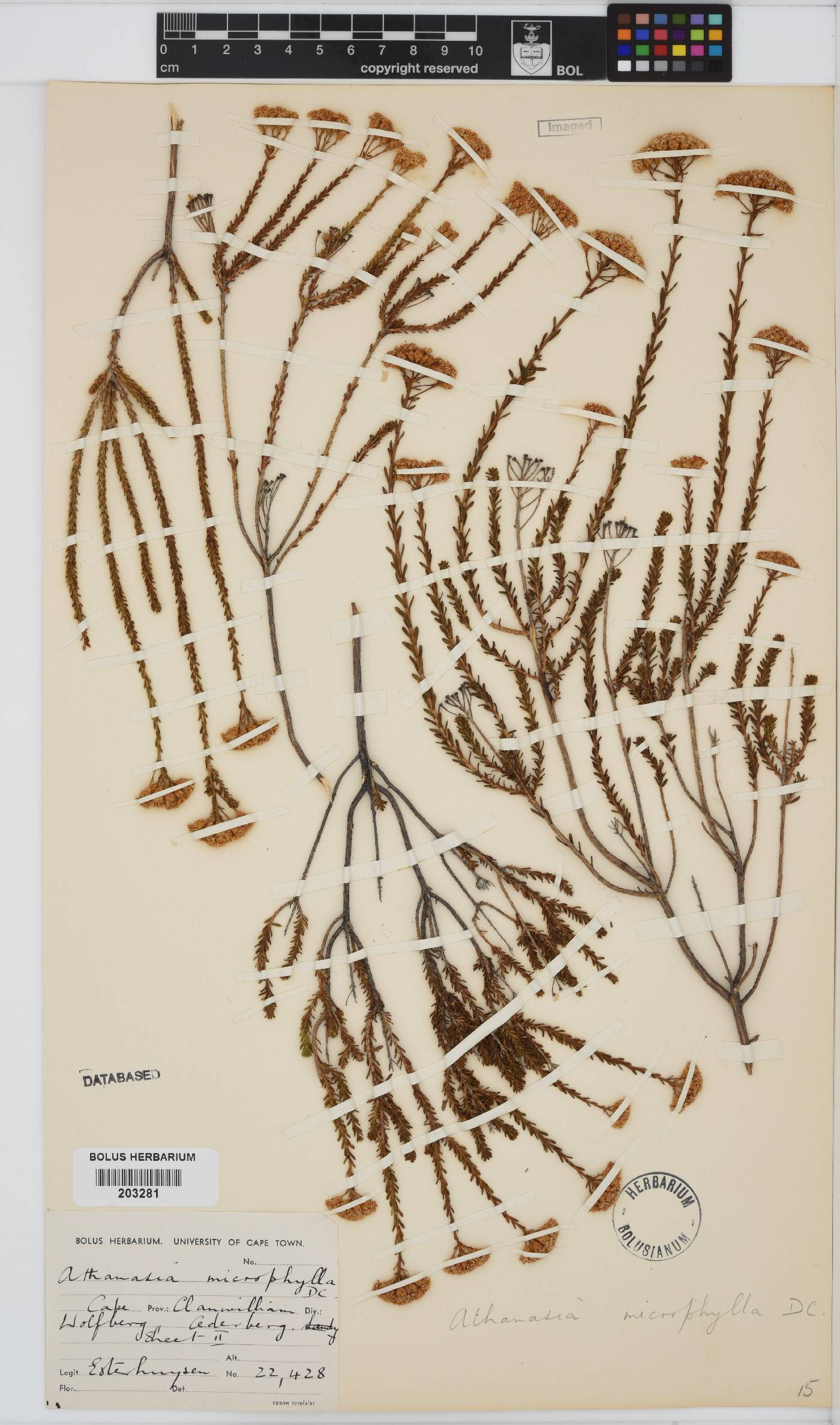 Athanasia microphylla image