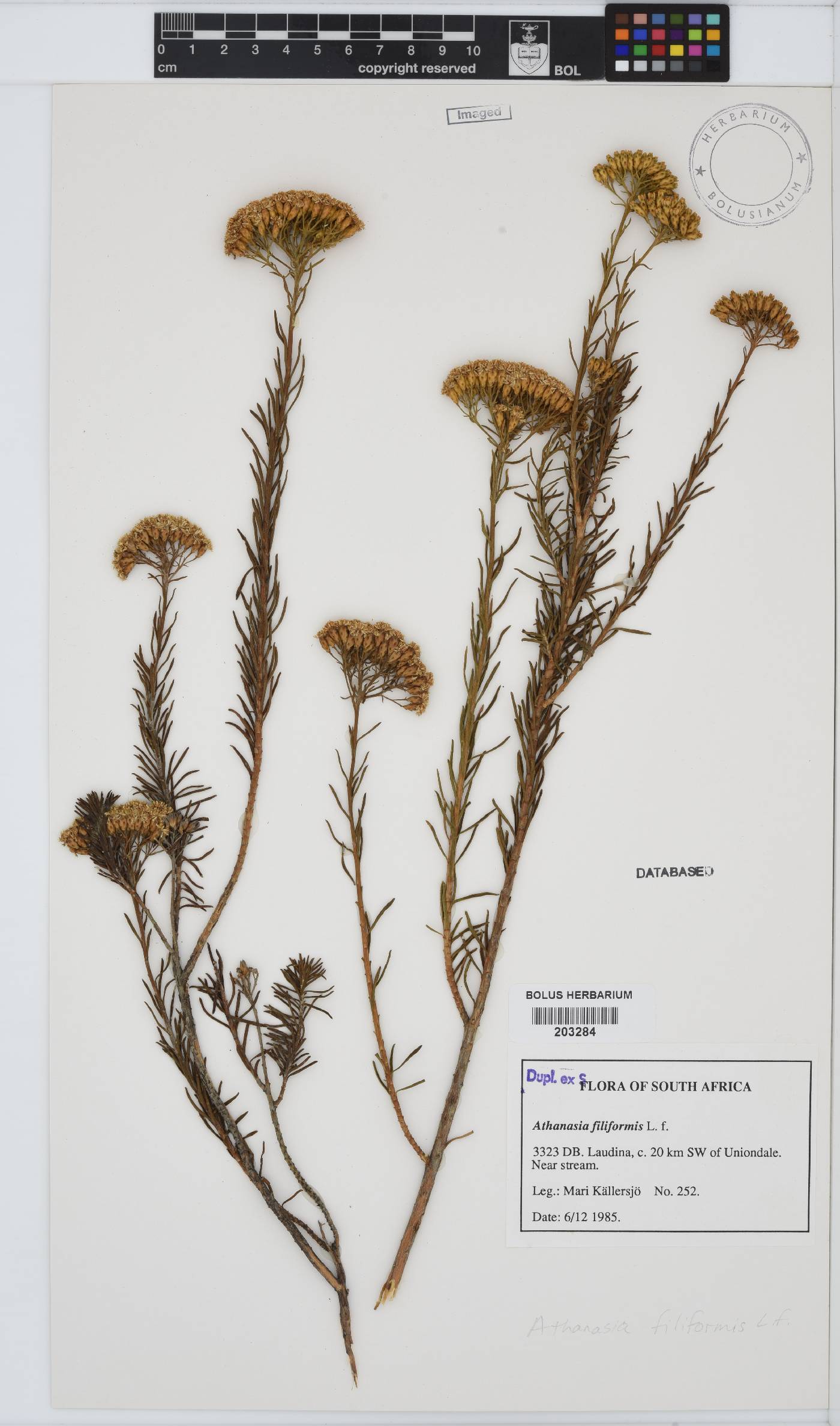 Athanasia filiformis image
