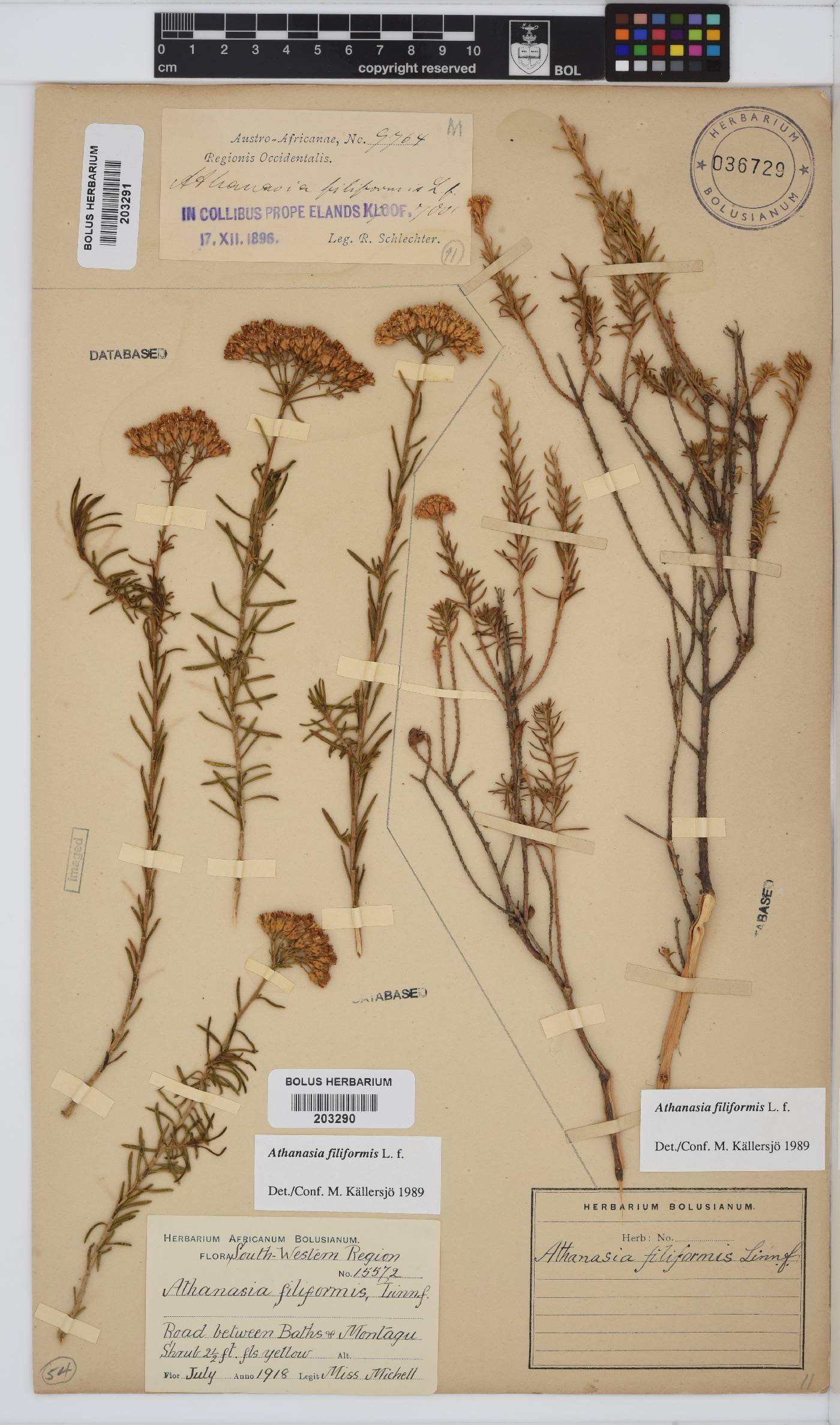 Athanasia filiformis image