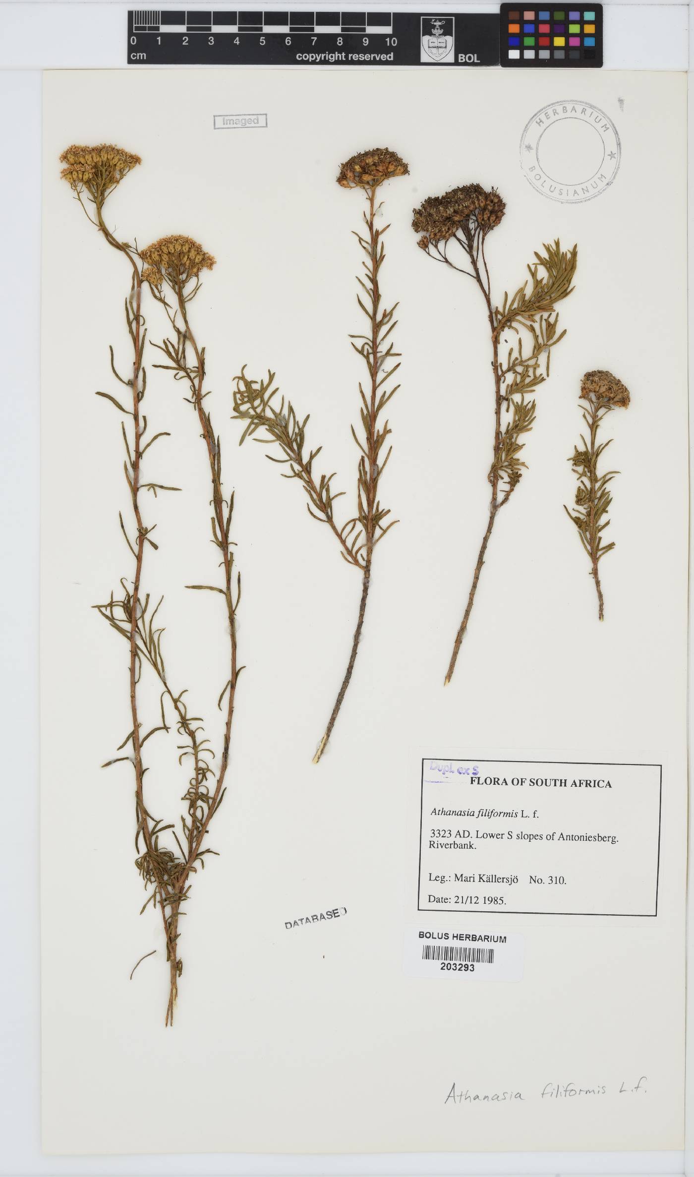 Athanasia filiformis image