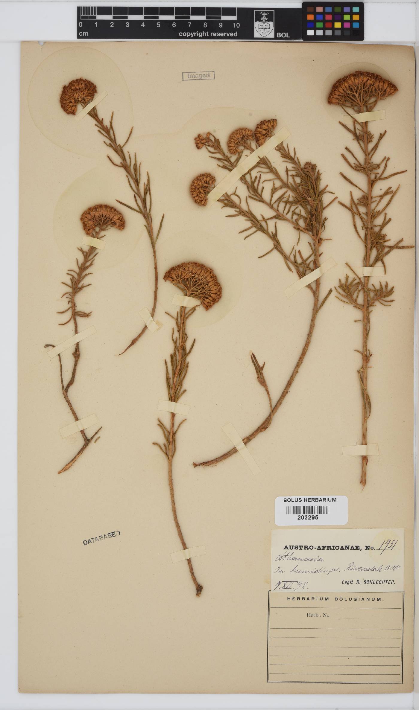 Athanasia filiformis image