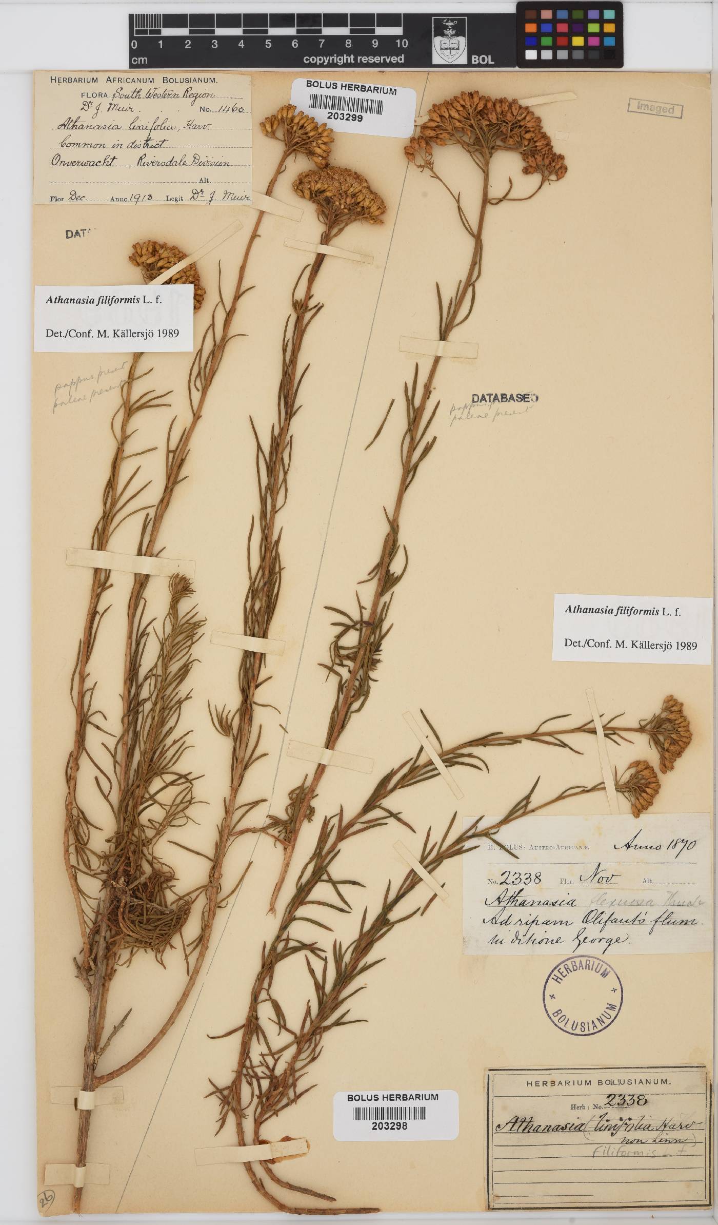 Athanasia filiformis image