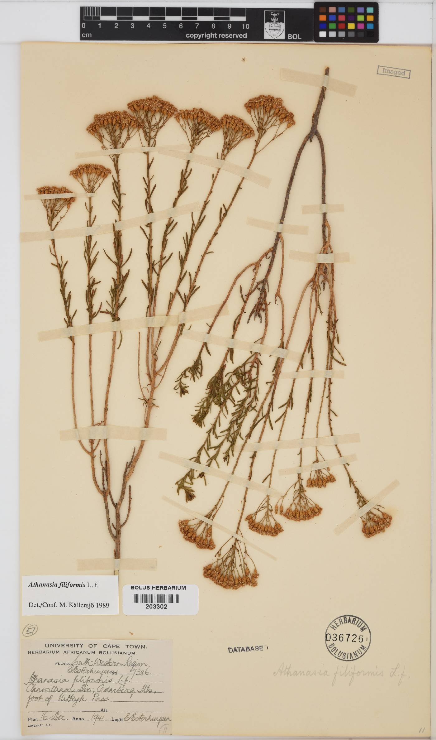 Athanasia filiformis image