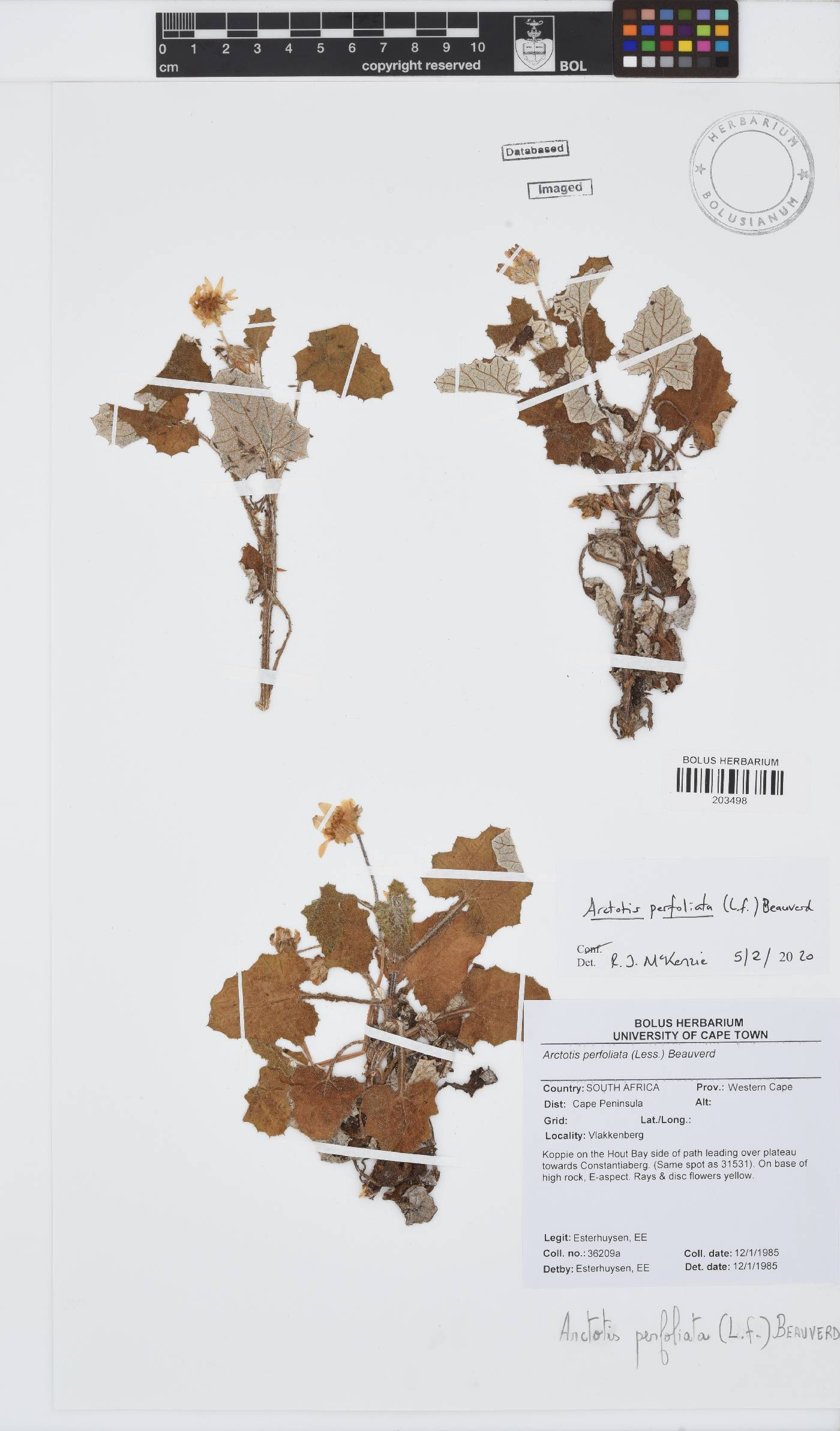 Arctotis perfoliata image