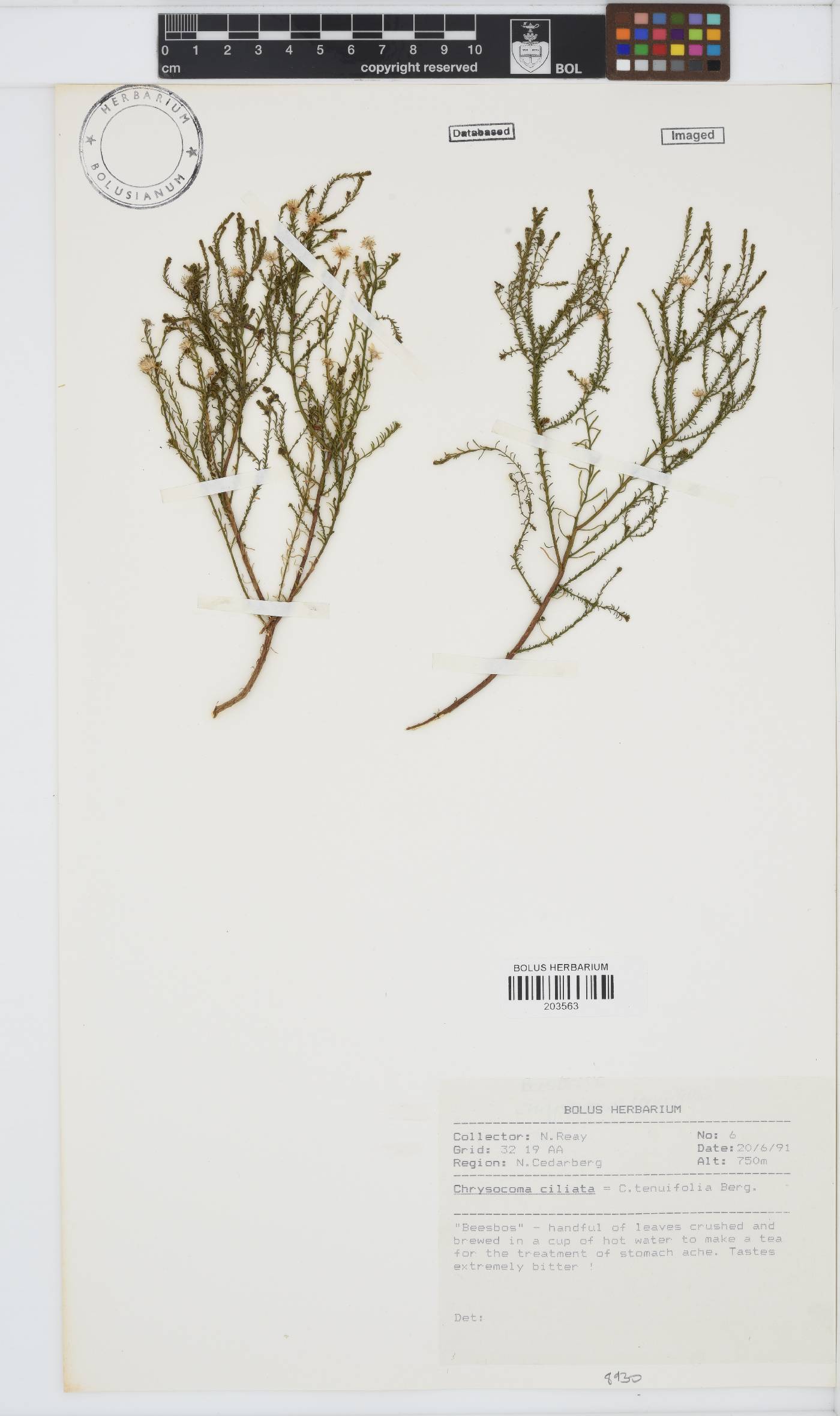 Chrysocoma ciliata image