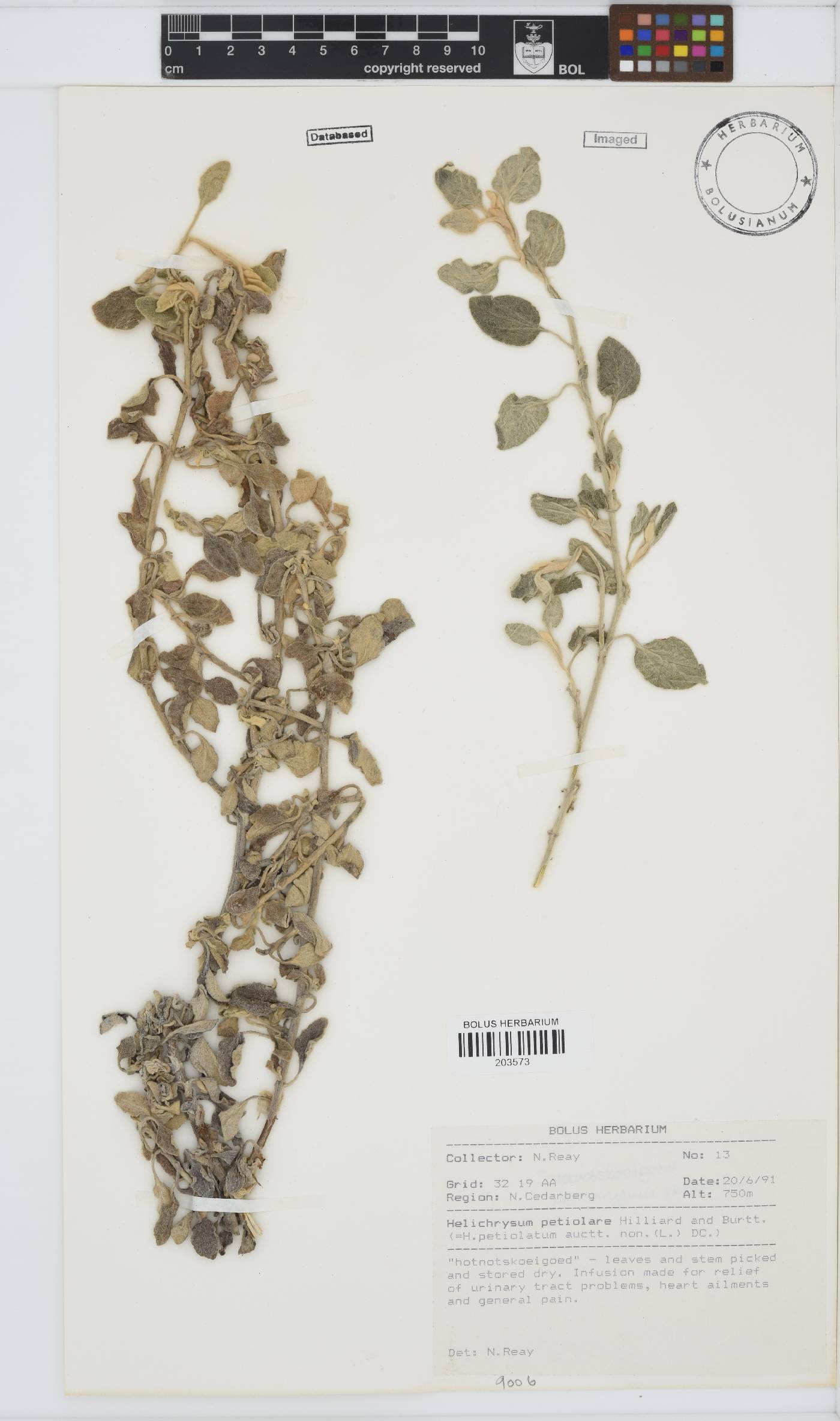 Helichrysum petiolare image