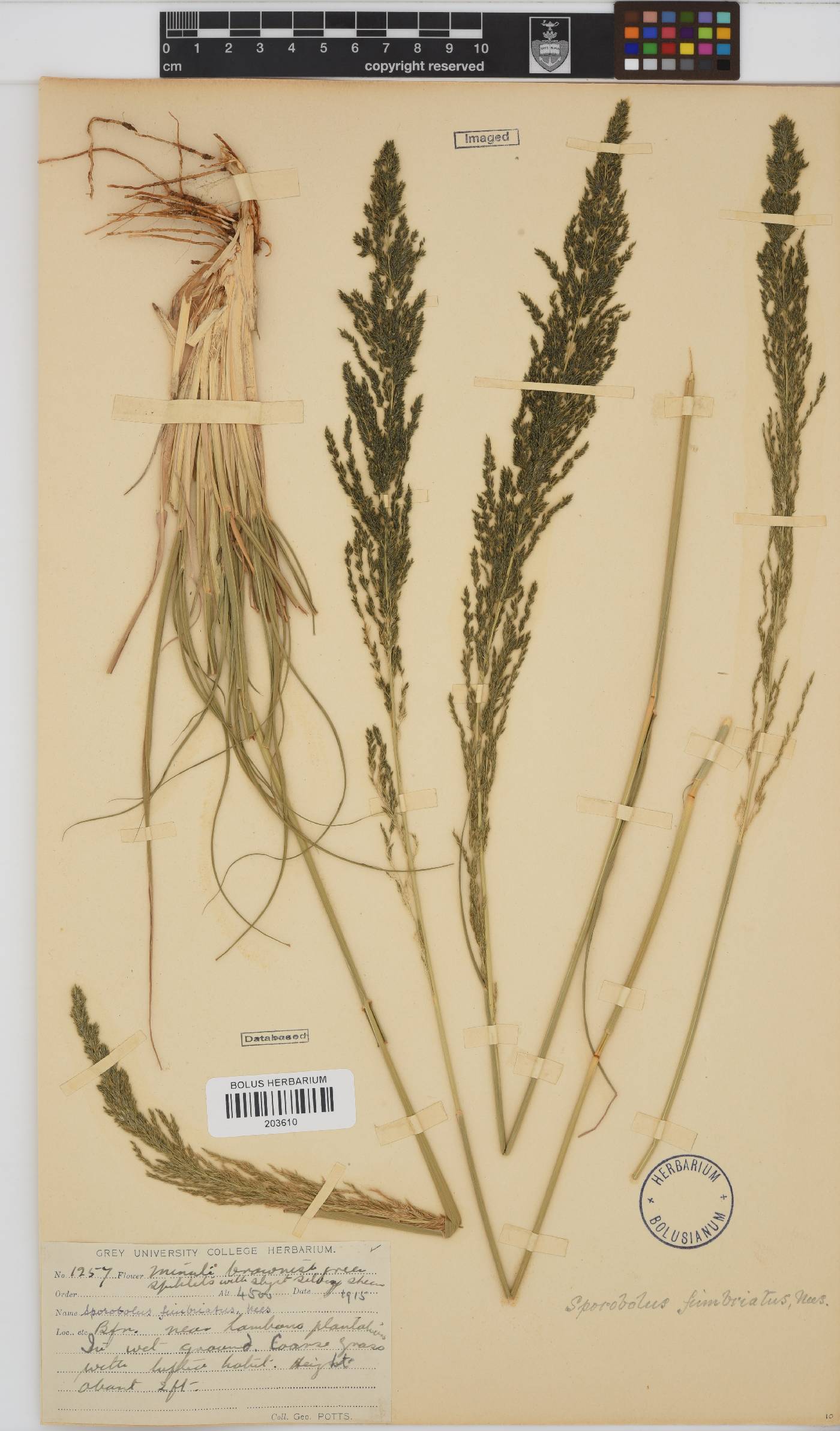 Sporobolus fimbriatus image