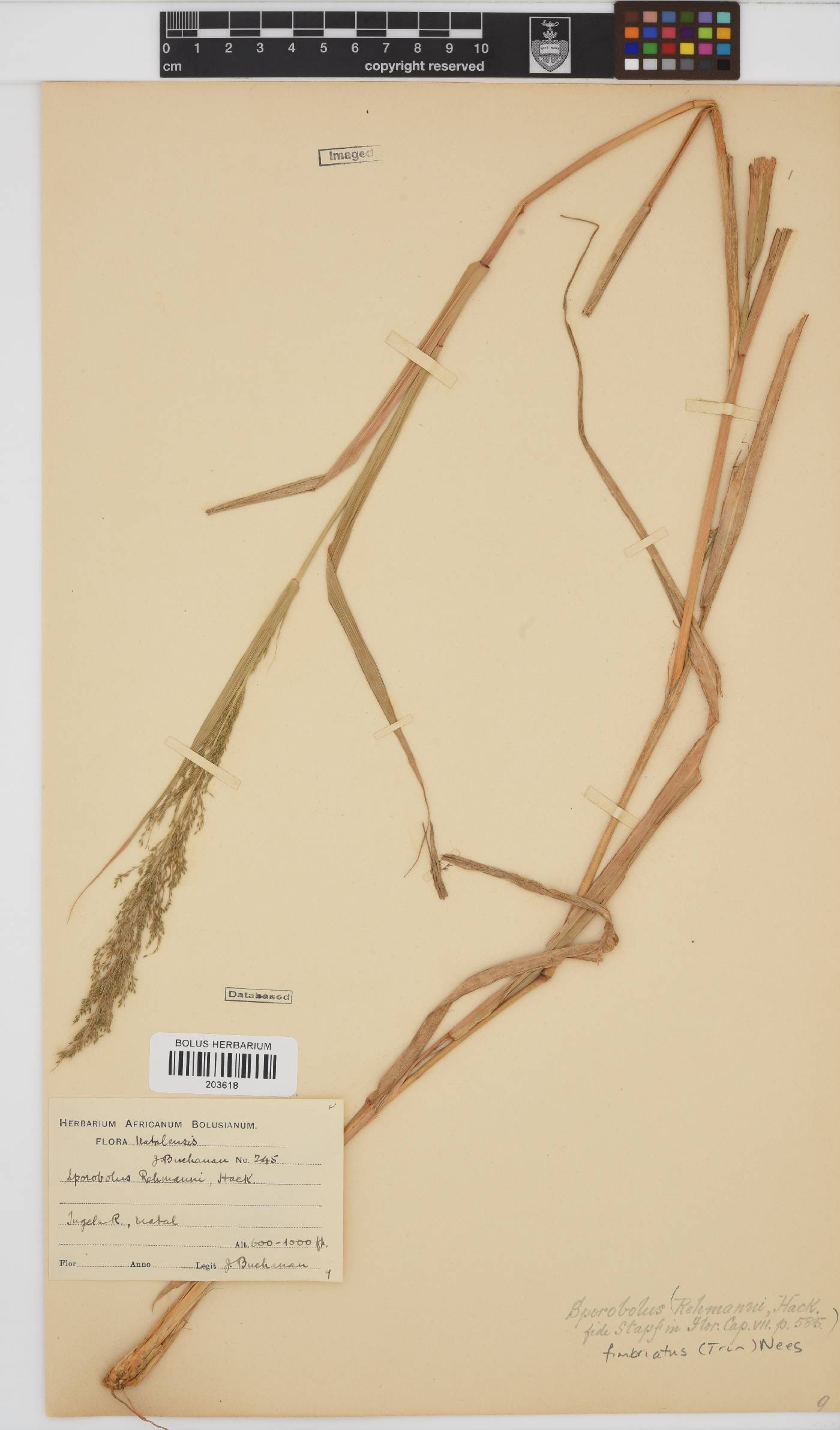 Sporobolus fimbriatus image
