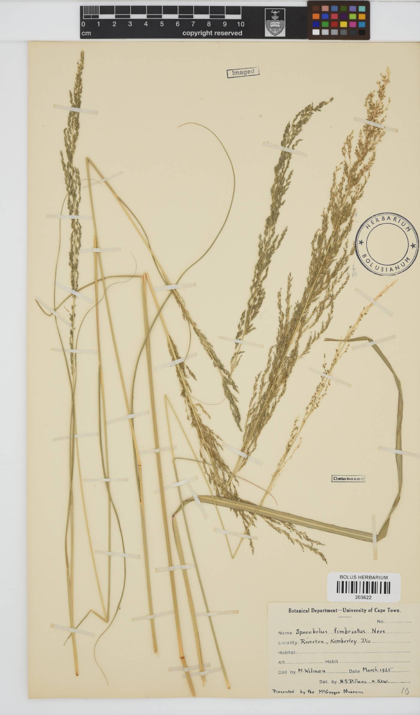 Sporobolus fimbriatus image
