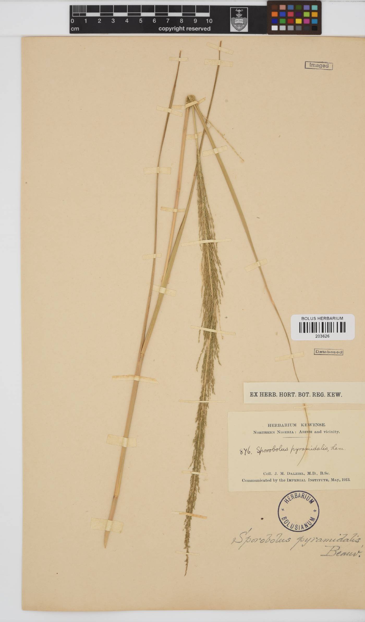 Sporobolus pyramidalis image