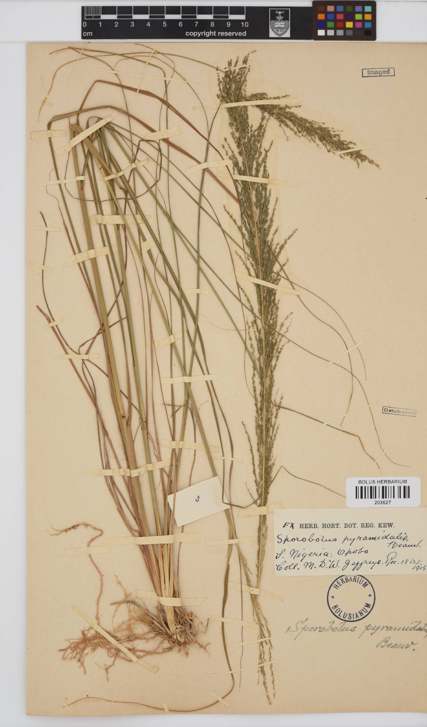Sporobolus pyramidalis image
