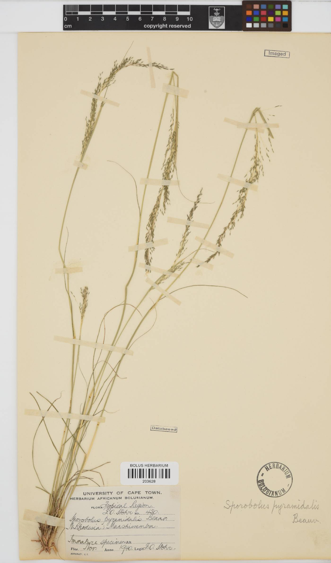 Sporobolus pyramidalis image