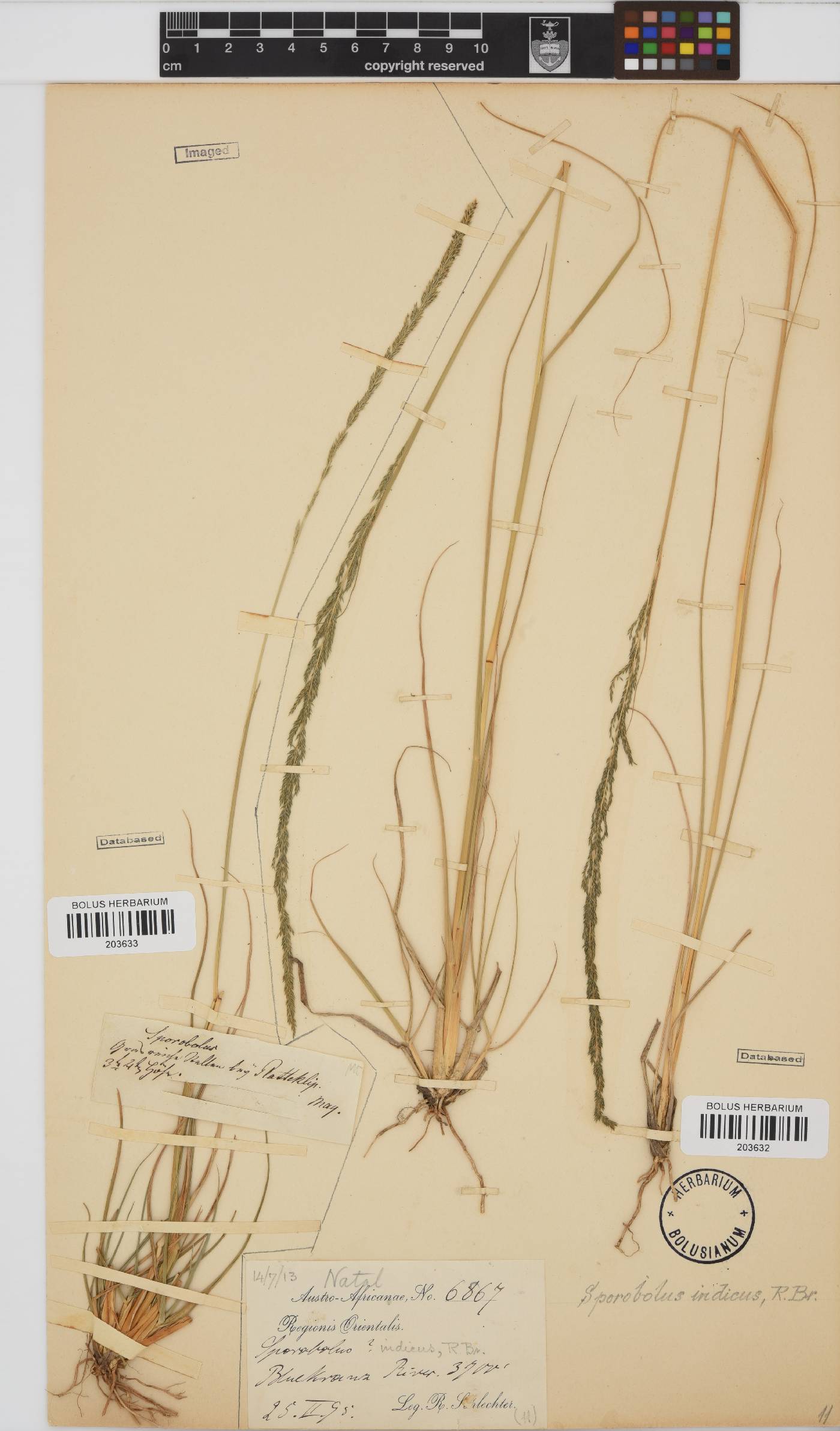 Sporobolus africanus image