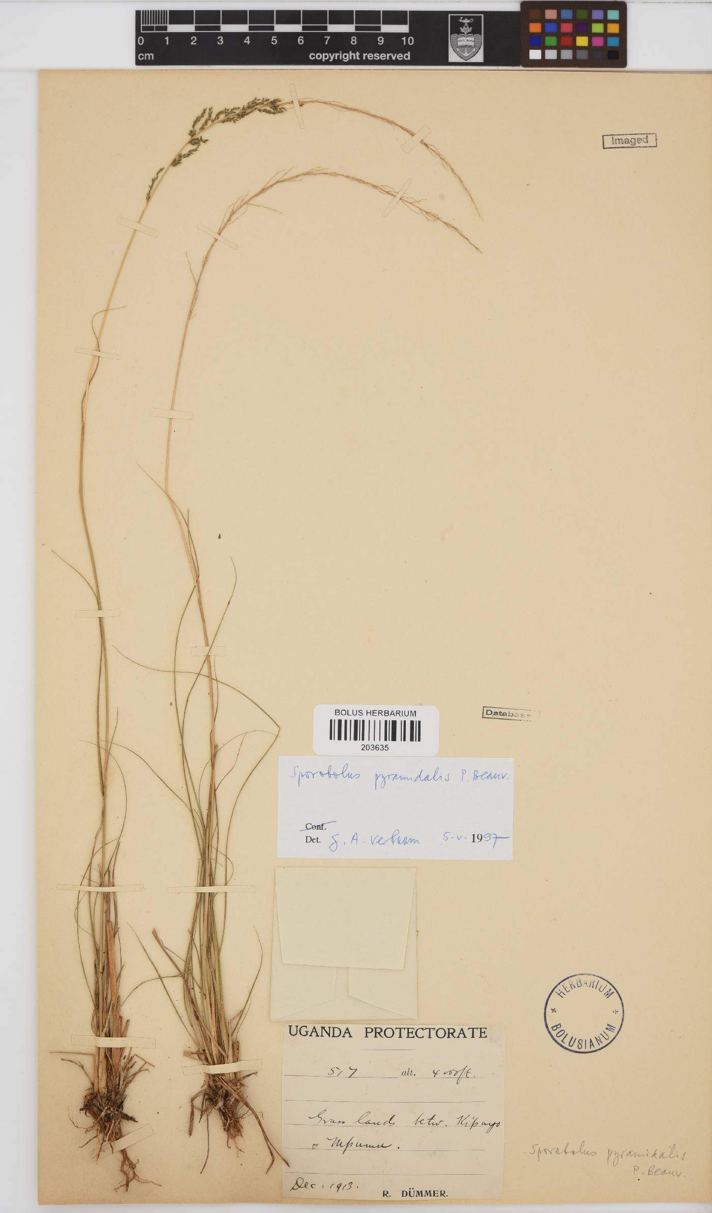 Sporobolus pyramidalis image
