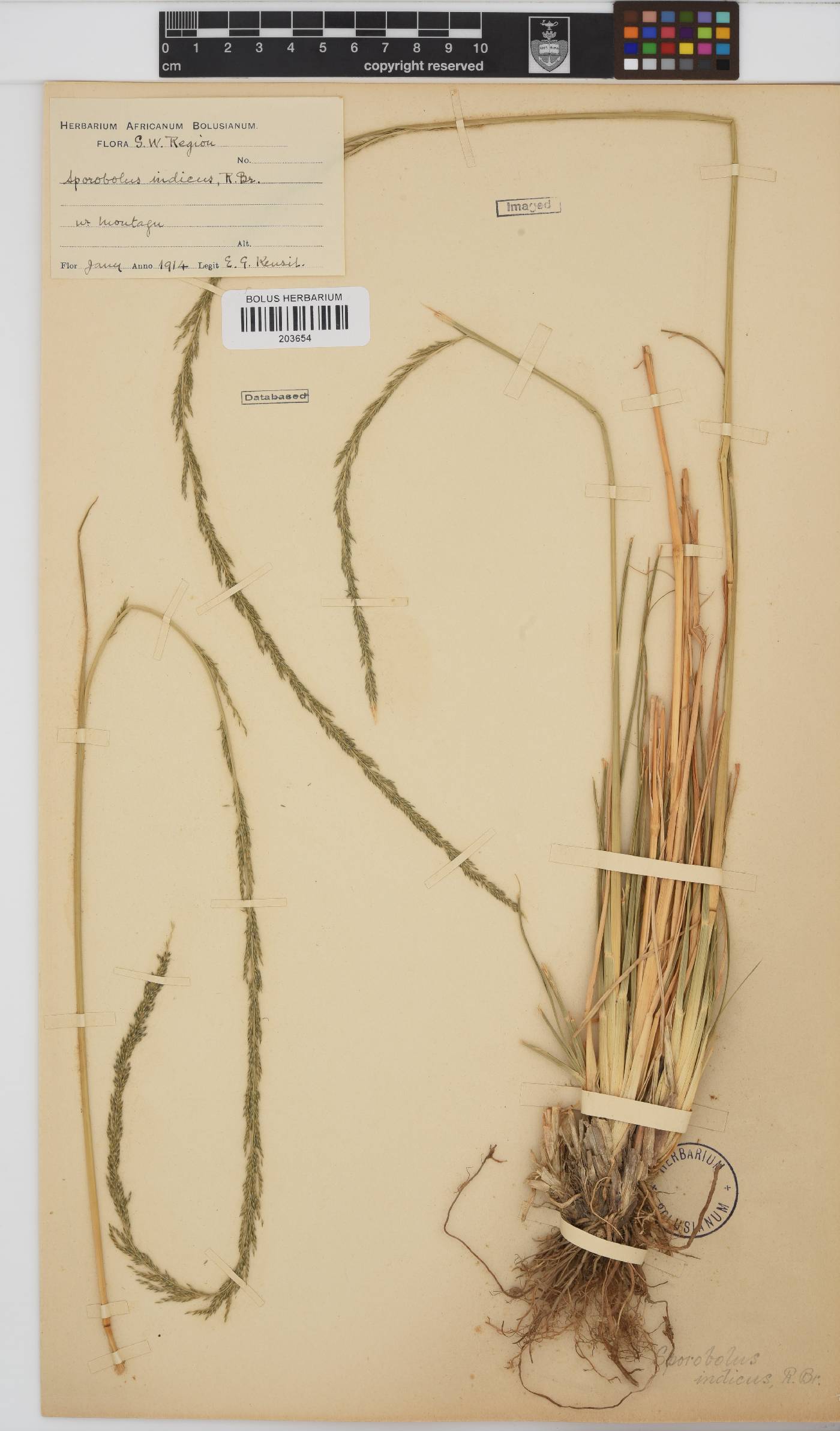 Sporobolus africanus image