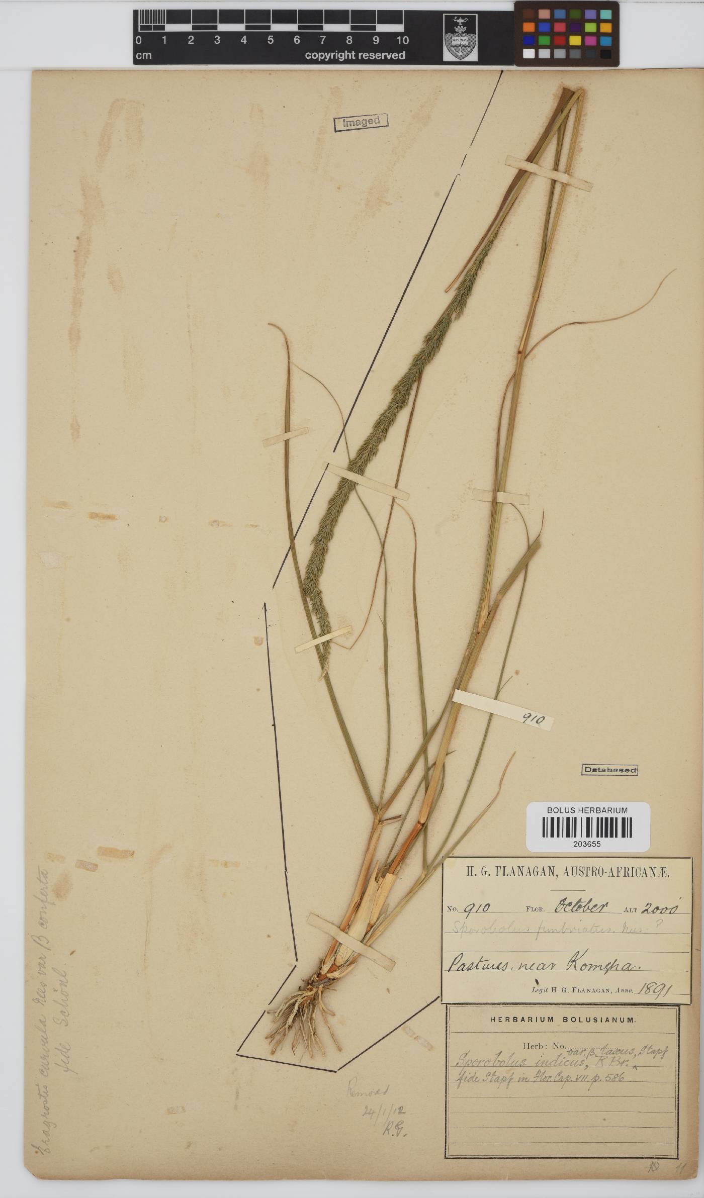 Sporobolus africanus image