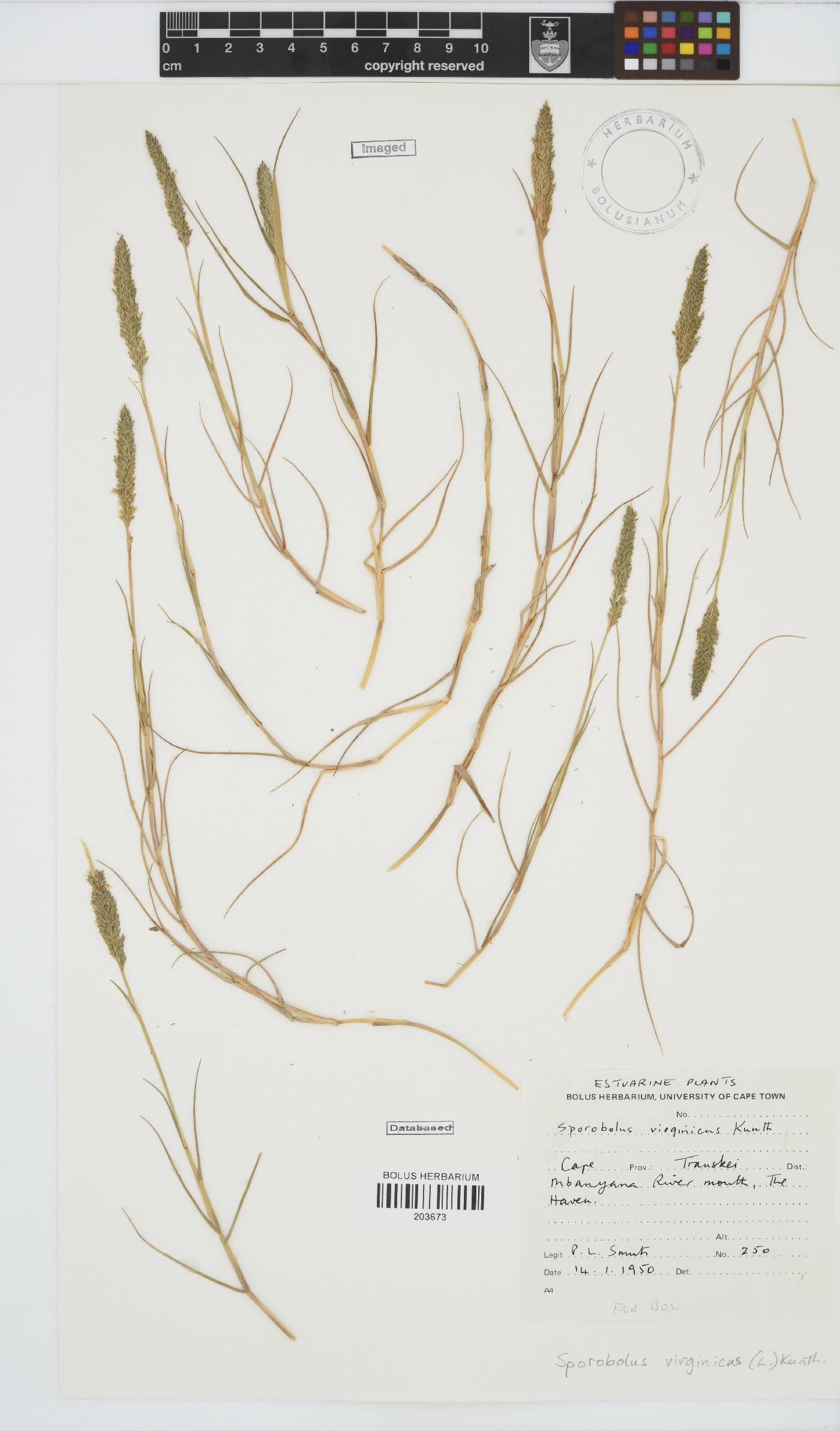 Sporobolus virginicus image