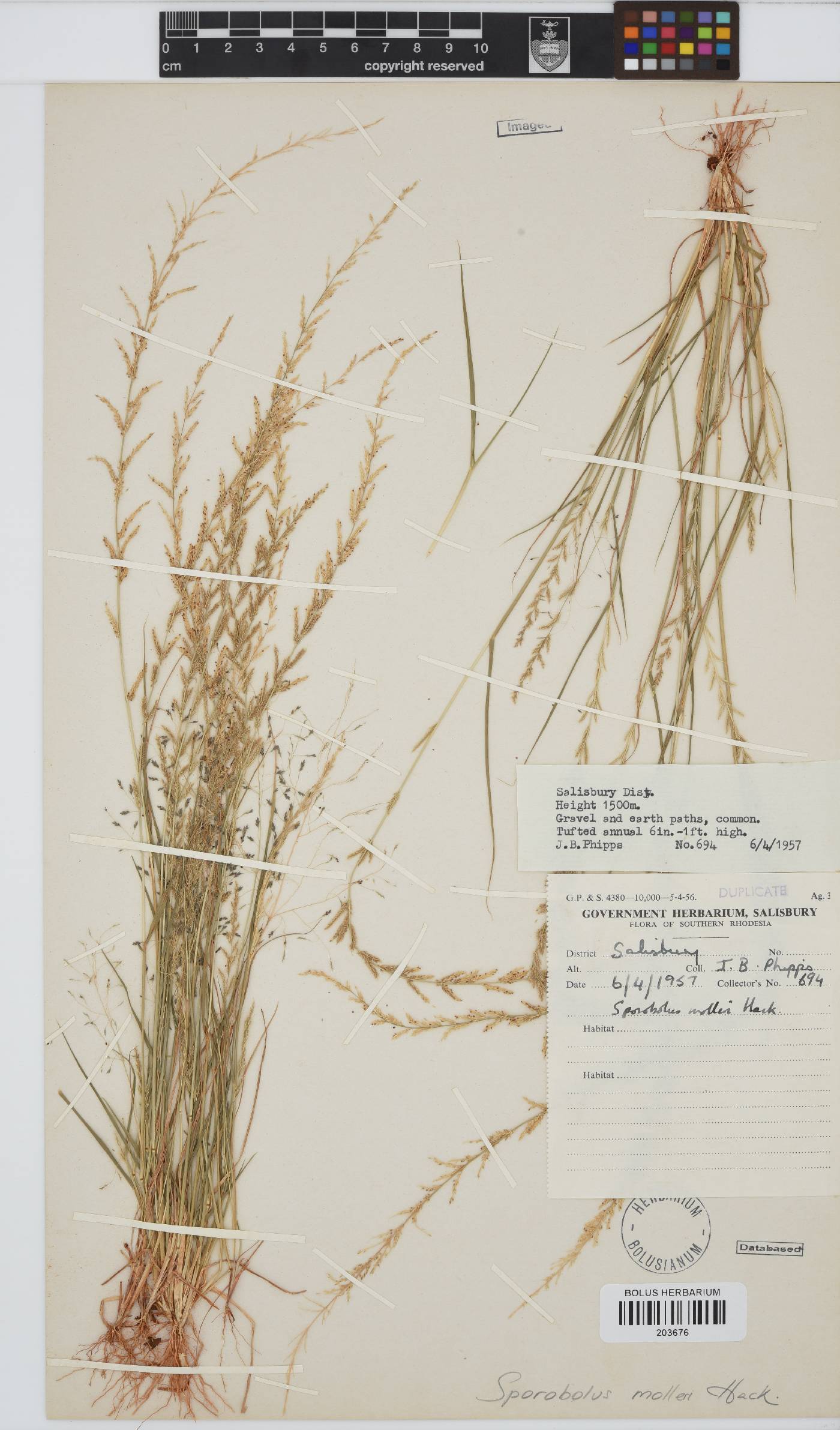 Sporobolus molleri image