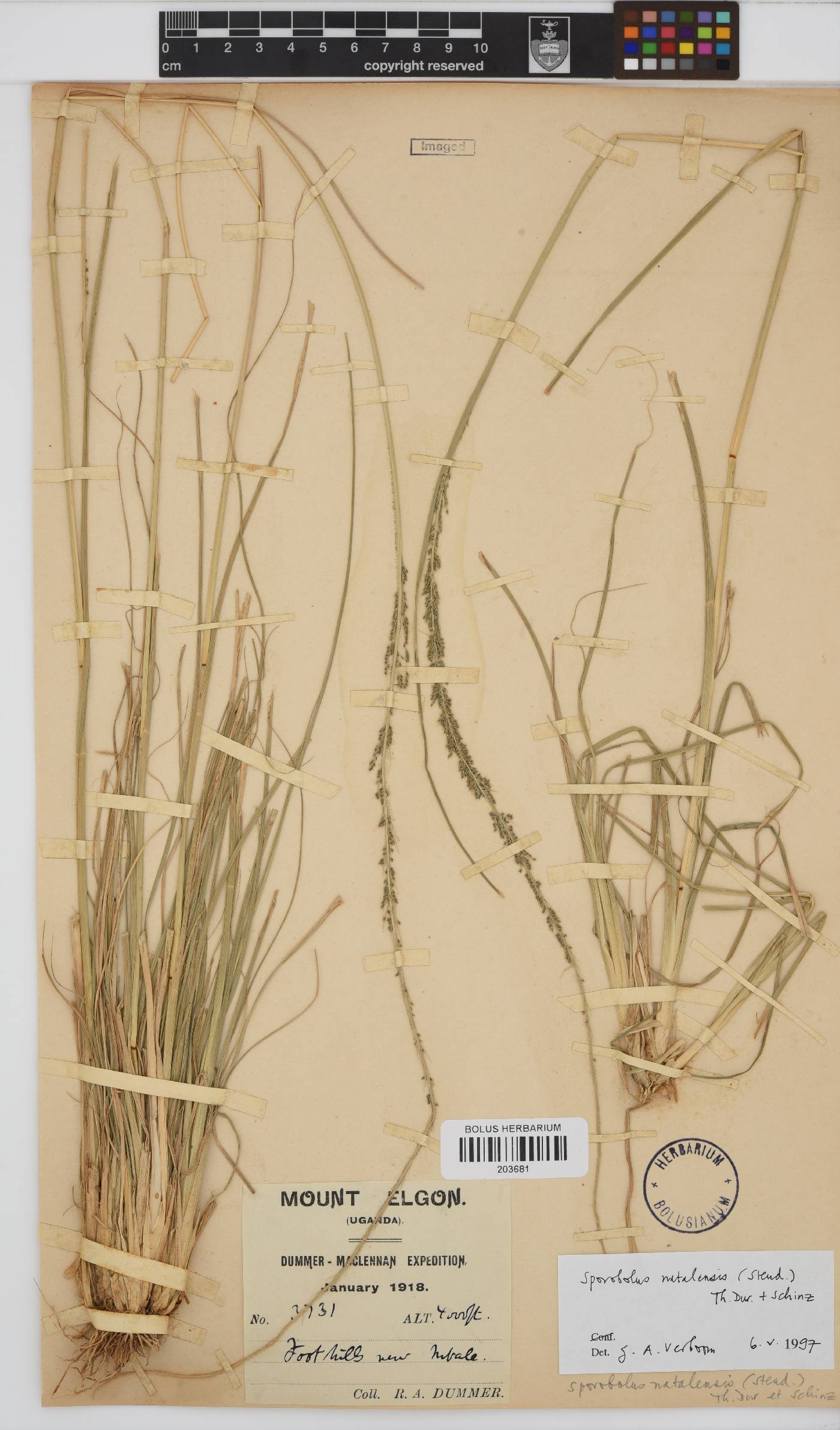 Sporobolus natalensis image