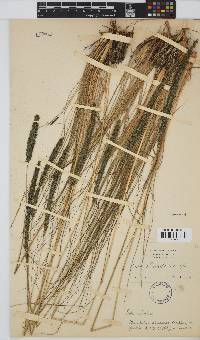 Sporobolus natalensis image