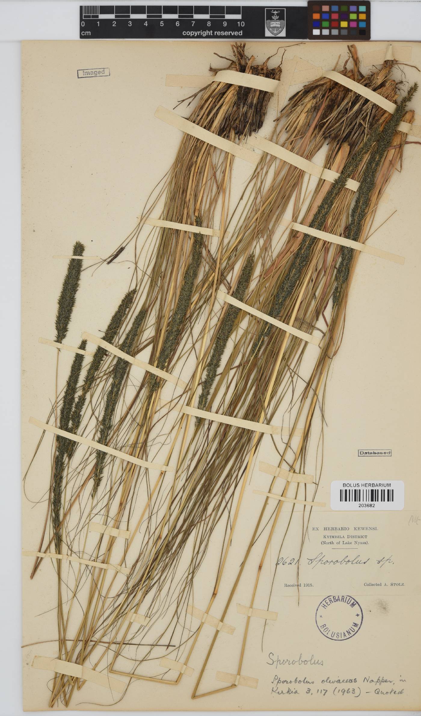 Sporobolus natalensis image