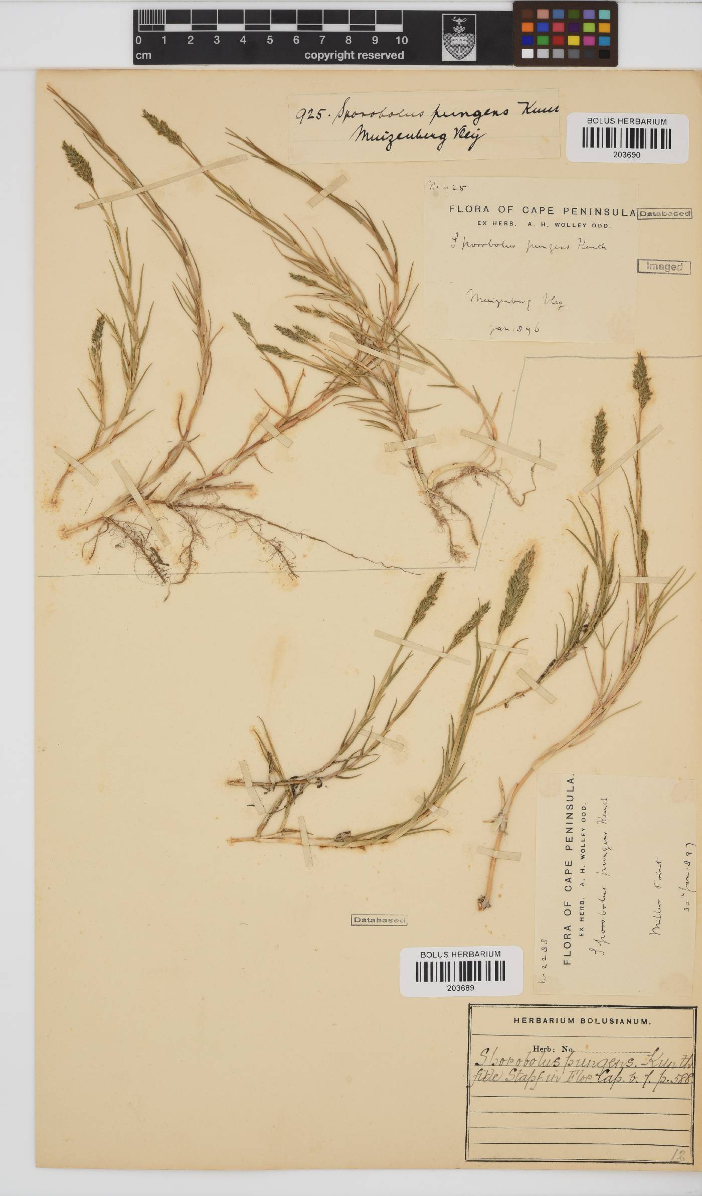 Sporobolus pungens image